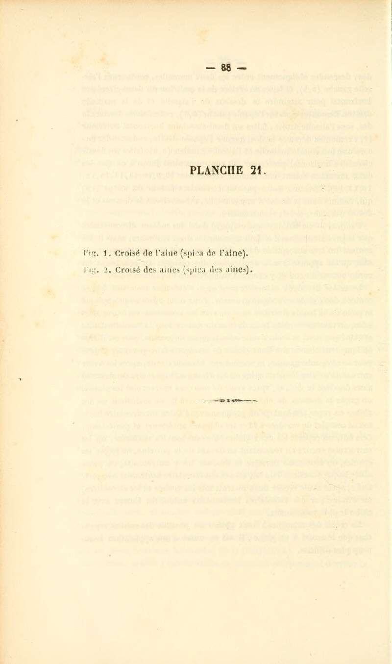 PLANCHE 2Î l?ig. 1. Croisa fie l'aine (s;>i -a de l'aine). l'if;. 2. Croisé des ai lies (sjiiea des aines).