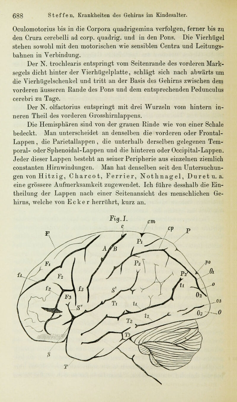 Oculomotorius bis in die Corpora quadrigemina verfolgen, ferner bis zu den Crura cerebelli ad corp. quadrig. und in den Pons. Die Vierhügel stehen sowohl mit den motorischen wie sensiblen Centra und Leitungs- bahnen in Verbindung. Der N. trochlearis entspringt vom Seitenrande des vorderen Mark- segels dicht hinter der Vierhügelplatte, schlägt sich nach abwärts um die Vierkügelschenkel und tritt an der Basis des Gehirns zwischen dem vorderen äusseren Rande des Pons und dem entsprechenden Pedunculus cerebri zu Tage. Der N. olfactorius entspringt mit drei Wurzeln vom hintern in- neren Theil des vorderen Grosshirnlappens. Die Hemisphären sind von der grauen Rinde wie von einer Schale bedeckt. Man unterscheidet an denselben die vorderen oder Frontal- Lappen, die Parietallappen , die unterhalb derselben gelegenen Tem- poral- oder Sphenoidal-Lappen und die hinteren oder Occipital-Lappen. Jeder dieser Lappen besteht an seiner Peripherie aus einzelnen ziemlich constanten Hirnwindungen. Man hat denselben seit den Untersuchun- gen von Hitzig, Charcot, Ferrier, Nothnagel, Duretu. a. eine grössere Aufmerksamkeit zugewendet. Ich führe desshalb die Ein- theilung der Lappen nach einer Seitenansicht des menschlichen Ge- hirns, welche von Ecker herrührt, kurz an.