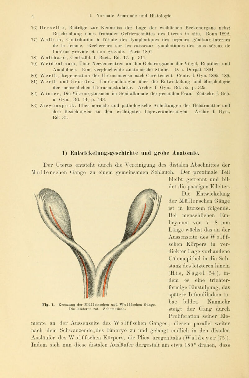 76) Derselbe, Beiträge zur Kenntnis« der Lage der weiblichen Beekenorgane nebst Beschreibung eines frontalen Gefrierschnittes des Uterus in situ. Bonn 1892. 77) Wallich, Contribution ä l'etude des lymphatiques des organes genitaux internes de la feinnie. Recherehes snr les vaisseaux lymphatiques des sous-sereux de l'uterus gravide et non gravide. Paris 1891. 78) Walthard, Centralbl. f. Bact., Bd. 17, p. 311. 79) Weidenbaum, Über Nervencentren an den Gebärorganen der Vögel, Reptilien und Amphibien. Eine vergleichende anatomische Studie. D. i. Dorpat 1894. 80) Werth, Regeneration der Uterusmucosa nach Curettement. Centr. f. Gyn. 1895, 189. 81) Werth und Grus de w, Untersuchungen über die Entwickelung und Morphologie der menschlichen Uterusmuskulatur. Archiv f. Gyn., Bd. 55, p. 325. 82) Winter, Die Mikroorganismen im Genitalkanale der gesunden Frau. Zeitschr. f. Geb. u. Gyn., Bd. 14, p. 443. 83) Ziegenspeck, Über normale und pathologische Anheftungen der Gebärmutter und ihre Beziehungen zu den wichtigsten Lageveränderungen. Archiv f. Gyn., Bd. 31. 1) Entwiekelnngsgescliichte und grobe Anatomie. Der Uterus entsteht durch die Vereinigung des distalen Abschnittes der Müller sehen Gänge zu einem gemeinsamen Schlauch. Der proximale Teil bleibt getrennt und bil- det die paarigen Eileiter. Die Entwickelung der Müll ersehen Gänge ist in kurzein folgende. Bei menschlichen Em- bryonen von 7—S mm Länge wächst das an der Aussenseite des Wolff- schen Körpers in ver- dickter Lage vorhandene Cölomepithel in die Sub- stanz des letzteren hinein (Tlis, Nagel [54]), in- dem es eine trichter- förmige Einstülpung, das spätere Infundibulum tu- bae bildet. Nunmehr steigt der Gang durch Proliferation seiner Ele- mente an der Aussenseite des Wolffsehen Ganges, diesem parallel weiter nach dem Schwanzende.des Embryo zu und gelangt endlich in den distalen Ausläufer des Wo lff sehen Körpers, die Pliea urogenitalis (Walde y er [75]^. Indem sich nun diese distalen Ausläufer dergestalt um etwa ISO0 drehen, dass Fig. 1. Kreuzung der Müllerschen und Wolffschen Gänge. Die letzteren rot. Schemutisch.