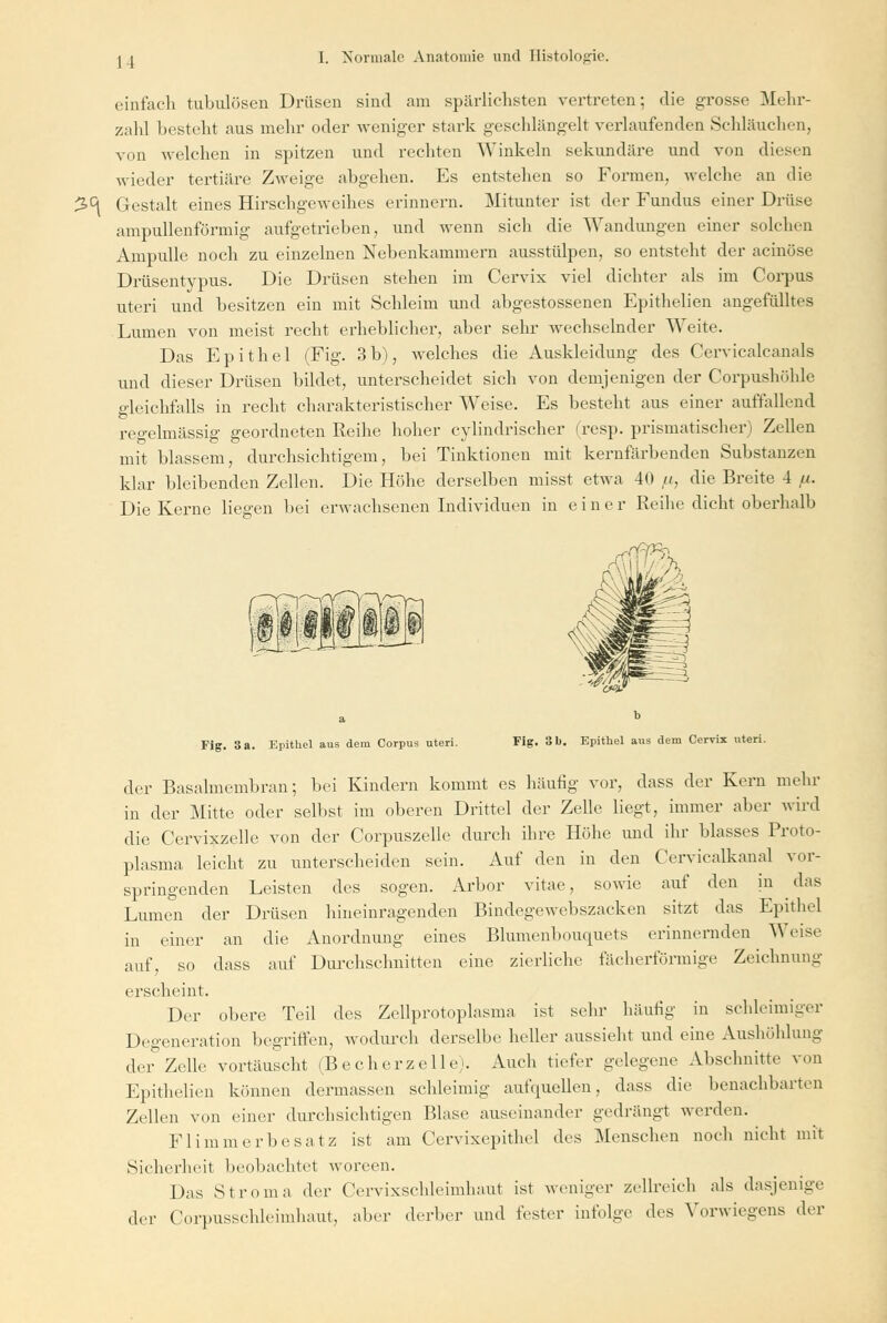 *<\ einfach tubulösen Drüsen sind am spärlichsten vortreten; die grosse Mehr- zahl besteht aus mehr oder weniger stark geschlängelt verlaufenden Schläuchen, von welchen in spitzen und rechten Winkeln sekundäre und von diesen wieder tertiäre Zweige abgehen. Es entstehen so Formen, welche an die Gestalt eines Hirschgeweihes erinnern. Mitunter ist der Fundus einer Drüse ampullenförmig aufgetrieben, und wenn sich die Wandungen einer solchen Ampulle noch zu einzelnen Nebenkammern ausstülpen, so entsteht der acinöse Drüsentypus. Die Drüsen stehen im Cervix viel dichter als im Corpus uteri und besitzen ein mit Schleim und abgestossenen Epithelien angefülltes Lumen von meist recht erheblicher, aber sehr wechselnder Weite. Das Epithel (Fig. 3b), welches die Auskleidung des Cerviealcanals und dieser Drüsen bildet, unterscheidet sich von demjenigen der Corpushöhlc gleichfalls in recht charakteristischer Weise. Es besteht aus einer auffallend regelmässig geordneten Reihe hoher cylindrischer (resp. prismatischer) Zellen mit blassem, durchsichtigem, bei Tinktionen mit kernfärbenden Substanzen klar bleibenden Zellen. Die Höhe derselben misst etwa 40 ii, die Breite 4 u. Die Kerne liegen bei erwachsenen Individuen in einer Reihe dicht oberhalb Fig. 3 a. Epithel aus dem Corpus uteri. Fig. 31). Epithel aus dem Cervix uteri. der Basalmembran; bei Kindern kommt es häutig vor, dass der Kern mehr in der Mitte oder selbst im oberen Drittel der Zelle liegt, immer aber wird die Cervixzelle von der Corpuszelle durch ihre Höhe und ihr blasses Proto- plasma leicht zu unterscheiden sein. Auf den in den Cervicalkanal vor- springenden Leisten des sogen. Arbor vitae, sowie auf den in das Lumen der Drüsen hineinragenden Bindegewebszacken sitzt das Epithel in einer an die xVnordnung eines Blumenboiuiuets erinnernden Weise auf, so dass auf Durchschnitten eine zierliche fächerförmige Zeichnung erscheint. Der obere Teil des Zellprotoplasma ist sehr häutig in schleimiger Degeneration begriffen, wodurch derselbe heller aussieht und eine Aushöhlung der Zelle vortäuscht (Be eher zolle;. Auch tiefer gelegene Abschnitte von Epithelien können dermassen schleimig aufquellen, dass die benachbarten Zellen von einer durchsichtigen Blase auseinander gedrängt werden. Flimmerbesatz ist am Cervixepithel des Menschen noch nicht mit Sicherheit beobachtet woreen. Das Stroma der Cervixschleimhaut ist weniger zellreich als dasjenige der Corpusschleimhaut, aber derber und fester infolge des Vorwiegens der