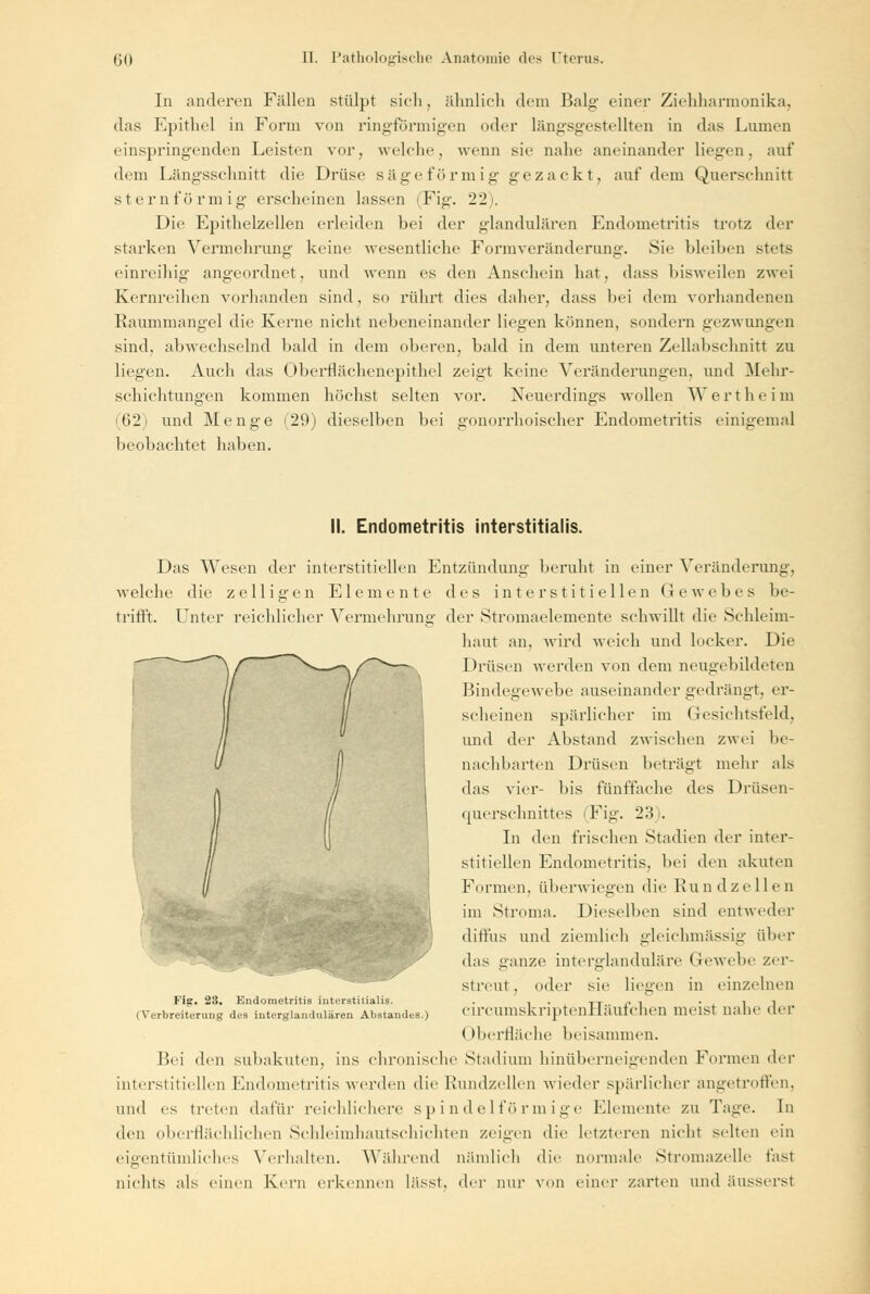 In anderen Fällen stülpt sich, ähnlich dem Balg einer Ziehharmonika, das Epithel in Form von ringförmigen oder längsgestellten in das Lumen einspringenden Leisten vor, welche, wenn sie nahe aneinander liegen, auf dem Längsschnitt die Drüse sägeförmig gezackt, auf dem Querschnitt sternförmig erscheinen lassen (Fig. 22). Die Epithelzellen erleiden bei der glandulären Endometritis trotz der starken Vermehrung keine wesentliche Formveränderung. Sie bleiben stets einreihig angeordnet, und wenn es den Anschein hat, dass bisweilen zwei Kernreihen vorhanden sind, so rührt dies daher, dass bei dem vorhandenen Raummangel die Kerne nicht nebeneinander liegen können, sondern gezwungen sind, abwechselnd bald in dem oberen, bald in dem unteren Zellabschnitt zu liegen. Auch das Oberflächenepithel zeigt keine Veränderungen, und Mehr- schichtungen kommen höchst selten vor. Neuerdings wollen AV e r thei m (62) und Menge (29) dieselben bei gonorrhoischer Endometritis einigemal beobachtet haben. II. Endometritis interstitialis. Das AATesen der interstitiellen Entzündung beruht in einer Veränderung, welche die z e 11 i g e n Elemente des interstitiellen Gewebes be- trifft. Unter reichlicher Vermehrung der Stromaelemente schwillt die Schleim- haut an, wird weich und locker. Die Drüsen werden von dem neugebildeten Bindegewebe auseinander gedrängt, er- scheinen spärlicher im Gesichtsfeld, und der Abstand zwischen zwei be- nachbarten Drüsen beträgt mehr als das vier- bis fünffache des Drüsen- querschnittes (Fig. 23>. In den frischen Stadien der inter- stitiellen Endometritis, bei den akuten Können, überwiegen die Rundzellen im Stroma. Dieselben sind entweder diffus und ziemlich gleichmässig über das ganze interglanduläre Gewebe zer- streut, oder sie liegen in einzelnen circumskriptenHäufchen meist nahe der Oberfläche beisammen. Bei den subakuten, ins chronische Stadium hinüberneigenden Formen der interstitiellen Endometritis werden die Rundzellen wieder spärlicher angetroffen, und es treten dafür reichlichere spindelförmige Elemente zu Tage. In den oberflächlichen Schleimhautschichten zeigen die letzteren nicht selten ein eigentümliches Verhalten. Während nämlich die normale Stromazelle fast nichts als einen Kern erkennen lässt, der nur von einer zarten und äusserst Fip. 23. Endometritis interstitialis. (Verbreiterung des interglandulären Abstandus.)