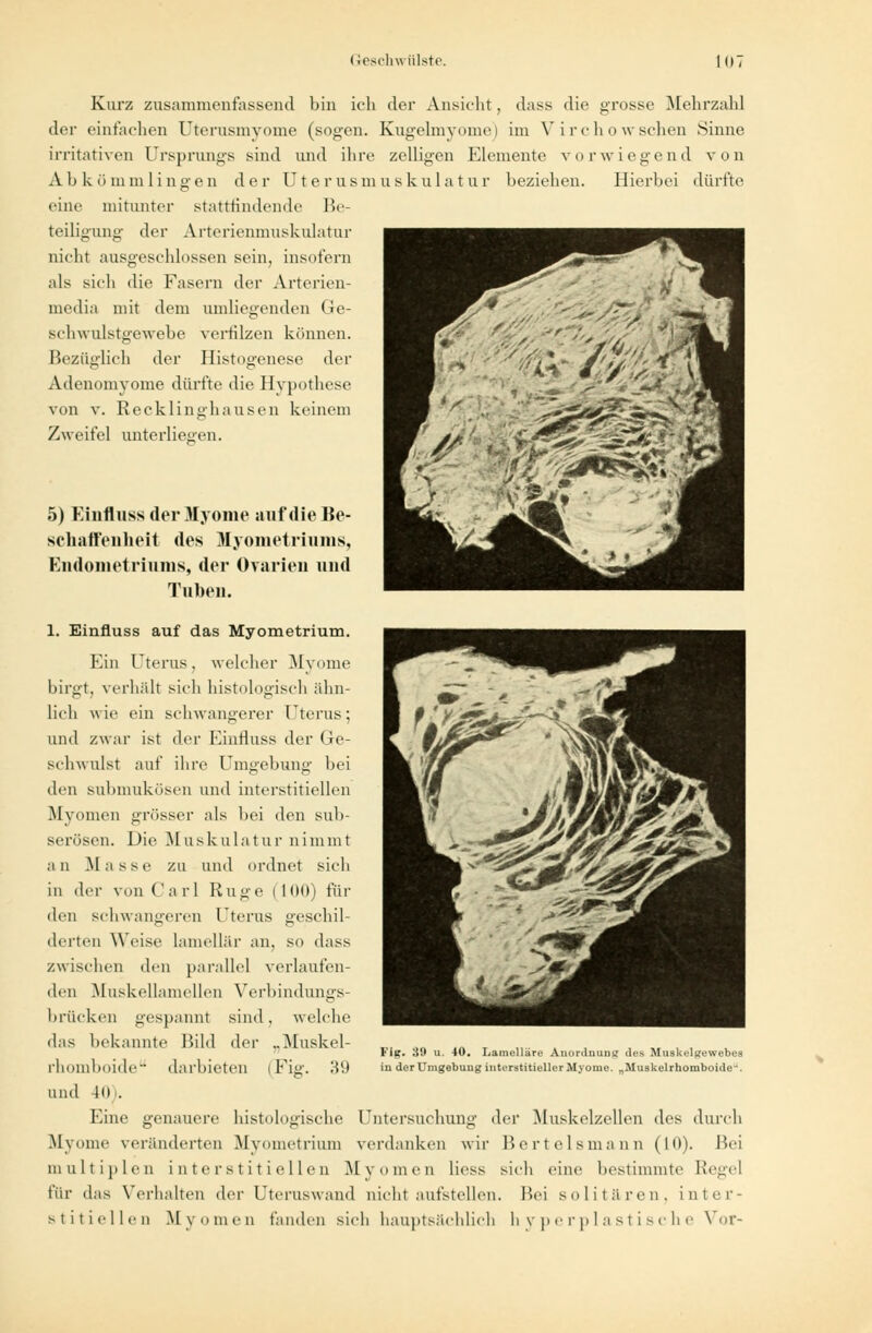Kurz zusammenfassend bin ich der Ansicht, dass die grosse Mehrzahl der einfachen Uterusmyome (sogen. Kugelmyome) im Virchowschen Sinne irritativen Ursprungs sind und ihre zelligen Elemente vorwiegend von Abkömmlingen der Uterusmuskulatur beziehen. Hierbei dürfte eine mitunter stattfindende Be- teiligung der Arterienmuskulatur nicht ausgeschlossen sein, insofern als sich die Fasern der Arterien- media mit dem umliegenden Ge- schwulstgewebe verfilzen können. Bezüglich der Histog-enese der Adenomyome dürfte die Hypothese von v. Recklinghausen keinem Zweifel unterliegen. 5) Einfluss der Myome auf die Be- schaffenheit des Myometriums, Endometriums, der Ovarien und Tuben. 1. Einfluss auf das Myometrium. Ein Uterus, welcher Myome birgt, verhält sich histologisch ähn- lich wie ein schwangerer Uterus; und zwar ist der Einfluss der (re- schwulst auf ihre Umgebung bei den submukösen und interstitiellen Myomen grösser als bei den sub- serösen. Die Muskul a t u r n i m m t an Masse zu und ordnet sich in der von C a r 1 Rüge i 100) für den schwangeren Uterus geschil- derten Weise laniellar an, so dass zwischen den parallel verlaufen- den Muskellanicllen Vcrbindungs- brücken gespannt sind, welche das bekannte Bild der ..Muskel- darbieten fFiff. 39 Fig. 3!* u. 40. Lamelläre Anordnung des Muskelgewebes in der Umgebung interstitieller Myome. „Muskelrhomboide '. rhomboide und 40). Eine genauere histologische Untersuchung der Muskelzellen des durch Myome veränderten Myometrium verdanken wir Bertelsmann (10). Bei multiplen interstitiellen Myomen Hess sich eine bestimmte Regel für das Verhalten der Uteruswand nicht aufstellen. Bei solitären, inter- stitiellen Myomen fanden sich hauptsächlich hyperplastische Vor-