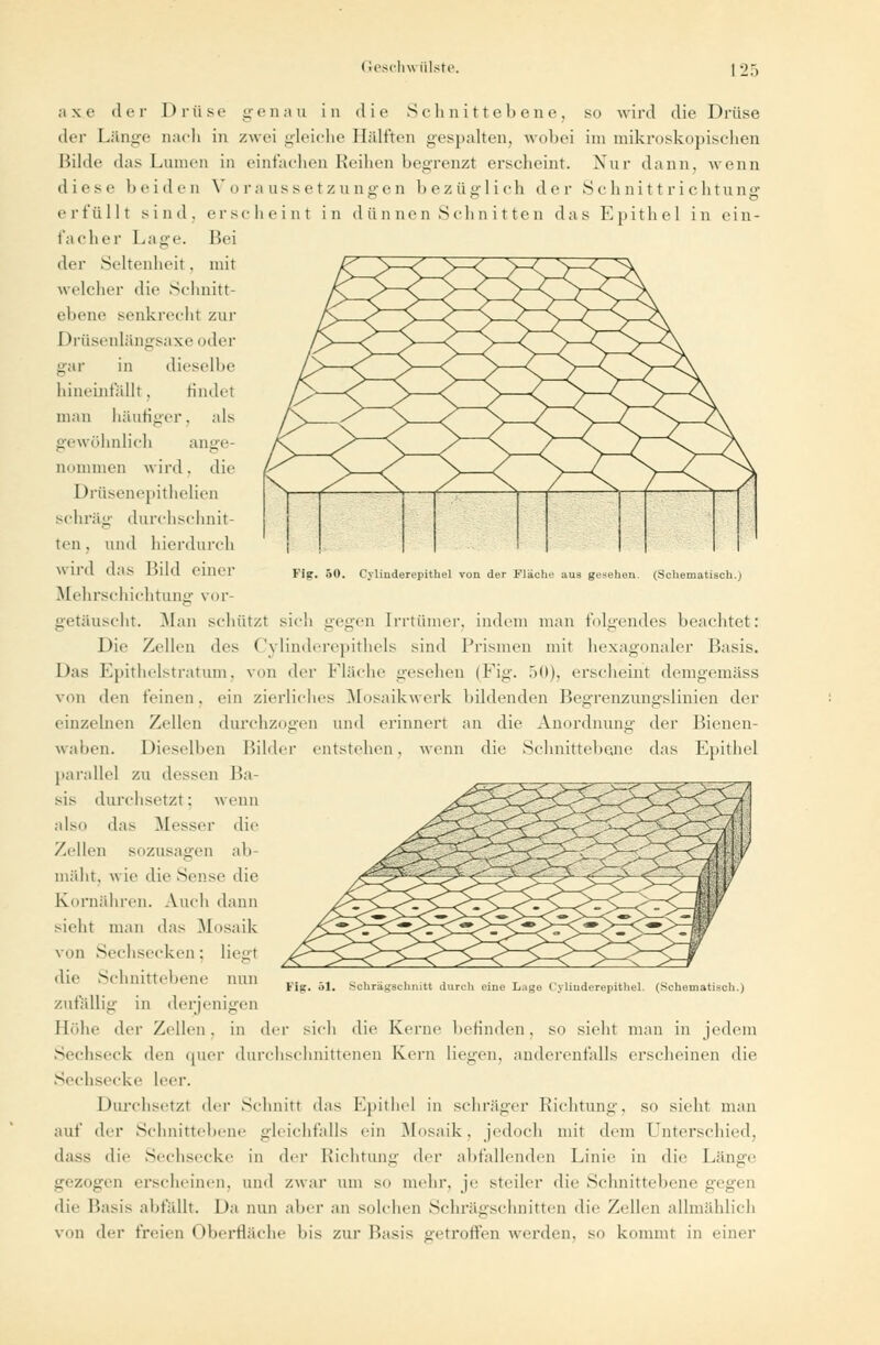 Fig. 50. Cylinderepithel von der Fläche aus gesehen. (Schematisch.) axe der Drüse genau in die Seh nitteb ene, so wird die Drüse der Länge nach in zwei gleiche Hälften gespalten, wobei im mikroskopischen Hilde das Lumen in einfachen Reihen begrenzt erscheint. Xur dann, wenn diese beiden Voraussetzungen bezüglich der Schnittrichtung erfüllt sind, erscheint in dünnen Schnitten das Epithel in ein- facher Lage. Bei der Seltenheit. mit welcher die Schnitt- ebene senkrecht ZUT I hrüsenlängsaxe oder gar in dieselbe hineinfallt, findet man häufiger, als gewöhnlich ange- nommen wird, die Drüsenepithelien schräg durchschnit- ten, and hierdurch wird das Bild einer Mehrschichtuni;' vor- getäuscht. Man schützt sich gegen Irrtümer, indem man folgendes beachtet: Die Zellen des Cylinderepithels sind Prismen mit hexagonaler Basis. Das Epithelstratum, von der Fläche gesehen (Fig. .>()), erscheint deingemäss von den feinen, ein zierliches Mosaikwerk bildenden Begrenzungslinien der einzelnen Zellen durchzogen und erinnert an die Anordnung der Bienen- waben. Dieselben Bilder entstehen, wenn die Schnittebe.ne das Epithel parallel zu dessen Ba- sis durchsetzt; wenn also das Messer die Zellen sozusagen ab- mäht, wie die Sense die Kornähren. Auch dann sieht man das Mosaik von Sechsecken; liegt die Schnittebene nun zufällig in derjenigen Höhe der Zellen . in der sich die Kerne befinden . so sieht man in jedem Sechseck den quer durchschnittenen Kern liegen, anderenfalls erscheinen die Sechsecke leer. Durchsetzt der Schnitt das Epithel in schräger Richtung, so sieht man auf der Schnittebene gleichfalls ein Mosaik, jedoch mit dem Unterschied, dass die Sechsecke in der Richtung <\<-v abfallenden Linie in die Länge gezogen erscheinen, und zwar um so mehr, je steiler die Schnittebene gegen die Basis abfällt. Da nun aber an solchen Schrägschnitten die Zellen allmählich von der freien < Iberfläche bis zur Basis getroffen werden, so kommt in einer Fig. öl. Schrägschnitt durch eine Lage Cylinderepithel. (Schematisch.)