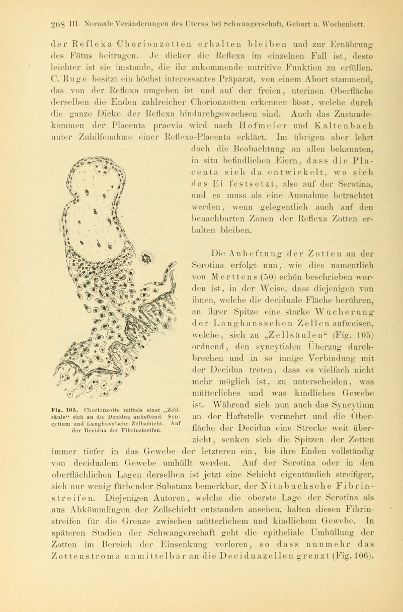 der Reflexa Chor i onzotten erhalten bleiben und zur Ernährung1 des Fötus beitragen. Je dicker die Reflexa im einzelnen Fall ist. desto leichter ist sie imstande, die ihr zukommende nutritive Funktion zu erfüllen. C Rüge besitzt ein höchst interessantes Präparat, von einem Abort stammend, das von der Reflexa umgeben ist und auf der freien, uterinen Oberfläche derselben die Enden zahlreicher Chorionzotten erkennen lässt. welche durch die ganze Dicke der Reflexa hindurchgewachsen sind. Auch das Zustande- kommen der Placenta praevia wird nach Hofmeier und Kaltenbaeh unter Zuhilfena i_me Im übrigen aber lehrt an allen bekannten, einer Reflexa-Placenta erklärt. doch die Beobachte in situ befindlichen Eiern, dass die Pla- centa sich da entwickelt, wo sich das Ei festsetzt, also auf der Serotina, und es muss als eine Ausnahme betrachtet auch auf den der Reflexa Zotten er- w erden , wenn gelegentlich benachbarten Zonen halten bleiben. Die Anlieft ung Serotina erfolgt nun d er Z o 11 e n an der wie dies namentlich '#' von Merttens (50) schön beschrieben wor- den ist, in der Weise, dass diejenigen von ihnen, welche die deciduale Fläche berühren, an ihrer Spitze eine starke Wucherung d e r L a n ghan ss chen Zell e n aufweisen, welche, sich zu „Zellsäulen (Fig. L05) ordnend, den syncytialen Überzug durch- brechen und in so innige Verbindung mit der Decidua treten, dass es vielfach nicht mehr möglich ist, zu unterscheiden. was mütterliches und was kindliches (tewehe ist. Während sieh nun auch das Svncvtium an der Haftstelle vermehrt und die Ober- fläche der Decidua eine Strecke weit über- zieht, senken sich die Spitzen der Zotten immer tiefer in das Gewebe der letzteren ein, bis ihre Enden vollständig von decidualem Gewebe umhüllt werden. Auf der Serotina oder in den oberflächlichen Lagen derselben ist jetzt eine Schicht eigentümlich streifiger, sich nur wenig färbender Substanz bemerkbar, der Nitabuchsche Fib rin- streifen. Diejenigen Autoren, welche die oberste Lage der Serotina als aus Abkömmlingen der Zellschicht entstanden ansehen, halten diesen Fibrin- streifen für die Grenze zwischen mütterlichem und kindlichem Gewebe. In späteren Stadien der Schwangerschaft geht die epitheliale Umhüllung der Zotten im Bereich der Einsenkung verloren, so dass nunmehr das Zottenstroma u n m i 11 e 1 b ar an die Dec i dua ze 11 e n gr e n z t (Fig. 106). Saht. fmg£ Fiff. 105. Chorionzotte mittels einer säule sich an die Decidua anheftend. cytium und Langhaus'sehe Zellschicht der üecidua der Fibrinstreifen. ,Zell- Syn- Auf