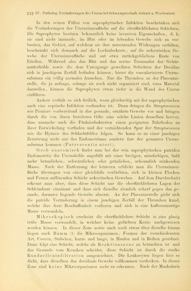 In den reinen Fällen von saprophytischer Infektion beschränken sich die Veränderungen der Uterusinnenfläche auf die oberflächlichsten Schichten. Die Saprophyten besitzen bekanntlich keine invasiven Eigenschaften, d. h. sie sind nicht imstande, im Blut oder im leitenden Gewebe sich zu ver- breiten, das Gebiet, auf welchem sie ihre zersetzenden Wirkungen entfalten, beschränkt sich demnach auf die Lochialsekrete, auf die nekrotischen Ge- webe der Uterusinnenfläche und auf etwa zurückgebliebene Reste von Eiteilen. Während also das Blut und das seröse Transsudat der Gebär- mutterhöhle sowie die dem Untergange geweihten Schichten der Decidua sich in jauchigem Zerfall befinden können, bietet die vascularisierte Uterus- substanz ein völlig normales Aussehen. Nur die Thromben an der Placentar- stelle, die ja anfangs, solange sie noch nicht organisiert sind, totes Material darstellen, können die Saprophyten etwas tiefer in die Wand des Uterus einführen. Anders verhält es sich freilich, wenn gleichzeitig mit der saprophytischen auch eine septische Infektion vorhanden ist. Dann dringen die Streptococcen wie Pioniere vorbereitend in das gesunde, ernährte Gewebe vor und bringen durch die von ihnen bereiteten Gifte eine solche Läsion desselben hervor, dass nunmehr auch die Fäulnissbakterien einen geeigneten Nährboden zu ihrer Entwickelung vorfinden und der vernichtenden Spur der .Streptococcen wie die Hyänen des Schlachtfeldes folgen. So kann es zu einer jauchigen Zerstörung nicht nur des Endometriums sondern fast der gesamten Uterus- substanz kommen (Putrescentia uteri). Grob anatomisch findet man bei der rein .saprophytischen putriden Endometritis die Uterushöhle angefüllt mit einer breiigen, missfarbigen, bald mehr bräunlichen, schwärzlichen oder grünlichen, scheusslich stinkenden Masse. Nach der Entfernung der letzteren erblickt man die Uterusinnen- fläche überzogen von einer gleichfalls verfärbten, sich in kleinen Flocken und Fetzen auflösenden Schiebt nekrotischen Gewebes. Auf dein Durchschnitt erkennt man aber, dass diese Schicht nur die oberflächlichsten Lagen der Schleimhaut einnimmt und dass sich dieselbe ziemlich scharf gegen das ge- sunde, darunter liegende Gewebe absetzt. An der Placentarstelle giebt sich die putride Veränderung in einem jauchigen Zerfall der Thromben kund, welche ihre feste Beschaffenheit verlieren und sich in eine kaffeesatzartige Masse verwandeln. Mikroskopisch erscheint die oberflächlichste Schicht in .eine glasig trübe Masse verwandelt, in welcher keine gefärbten Kerne nachgewiesen werden können. In dieser Zone sowie auch noch etwas über dieselbe hinaus liegen nach Bumm (1) die Mikroorganismen, Formen der verschiedensten Art, Coccen, Stäbchen, kurze und lange, in Haufen und in Reihen geordnet. Dann folgt eine Schicht, welche als Hcakt i onszone zu betrachten ist und das Gesunde vom Kranken scheidet, diese Schicht ist durch die starke Rundzelleninfiltration ausgezeichnet. Die Leukocyten Liegen hier so dicht, dass dieselben das deciduale Gewebe vollkommen verdecken. In dieser Zone sind keine Mikroorganismen mehr zu erkennen. Nach der Muskularis