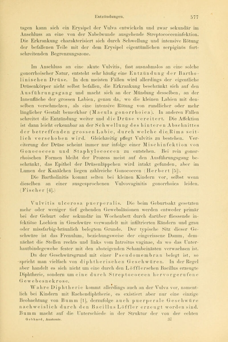 tagen kann sieh ein Erysipel der Vulva entwickeln und zwar sekundär im Anschluss an eine von der Nabelwunde ausgehende Streptococceninfektion. Die Erkrankung charakterisiert sich durch Schwellung und intensive Rötung der befallenen Teile mit der dem Erysipel eigentümlichen serpiginös fort- schreitenden Begrenzungszone. Im Anschluss an eine akute Vulvitis, fast ausnahmslos an eine solche gonorrhoischer Natur, entsteht sehr häufig eine Entzündung' der Bartho- lini sehen Drüse. In den meisten Fällen wird allerdings der eigentliche Drüsenkörper nicht seihst befallen, die Erkrankung beschränkt sich auf den Ausführungsgang und macht sich an der Mündung desselben, an der Innenfläche der grossen Labien, genau da, wo die kleinen Labien mit den- selben verschmelzen, als eine intensive Rötung von rundlicher oder mehr länglicher Gestalt bemerkbar (Macula gonorrhoica). In anderen Fällen schreitet die Entzündung weiter und die Drüse vereitert. Die Affektion ist dann leicht erkennbar an der Schwellung des hinteren Abschnittes der betreffenden grossen Labie, durch welche dieRima seit- lich verschoben wird, (ileichzeitig pflegt Vulvitis zu bestehen. Ver- eiterung der Drüse scheint immer nur infolge einer Mischinfektion von Gonococcen und Staphylococcen zu entstehen. Bei rein gonor- rhoischen Formen bleibt der Prozess meist auf den Ausführungsgang be- schränkt, das Epithel der Drüsenläppchen wird intakt gefunden, aber im Lumen der Kanälchen liegen zahlreiche Gonococcen Herbert [5]). Die Bartholinitis kommt selten bei kleinen Kindern vor, seihst wenn dieselben an einer ausgesprochenen Vulvovaginitis gonorrhoica leiden. Fischer [4].) Vulvitis ulcerosa puerperalis. Die beim Geburtsakt gesetzten mehr oder weniger tief gehenden Gewebsläsionen werden entweder primär bei der Geburt oder sekundär im Wochenbett durch darüber Hiessende in- fektiöse Lochien in Geschwüre verwandelt mit infiltrierten Rändern und grau oder missfarbig-bräunlich belegtem Grunde. Der typische Sitz dieser Ge- schwüre ist das Frenulum, beziehungsweise der eingerissene Damm, dem- nächst die Stellen rechts und links vom Introitus vaginae, da wo das Unter- hautbindegewebe fester mit den absteigenden Schanibeinästen verwachsen ist. Da der Geschwürsffrund mit einer Pseudomembran belegt ist, so spricht man vielfach von diphtherischen Geschwüren. In der Regel aber handelt es sich nicht um eine durch den Löfflerschen Bacillus erzeugte Diphtherie, sondern um eine durch Streptococcen hervorgerufene (i e w e b e s n e k r o s e. \\ ahre Diphtherie kommt allerdings auch an der Vulva vor, nament- lich bei Kindern mit Rachendiphtherie, es existiert aber nur eine einzige Beobachtung von Bumm (11, derzufolge auch puerperale Geschwüre nachweislich durch den Bacillus Löffler erzeugt worden sind. Bumm macht auf die Unterschiede in der Struktur der von der echten Gebhard, Anatomie. ,>i