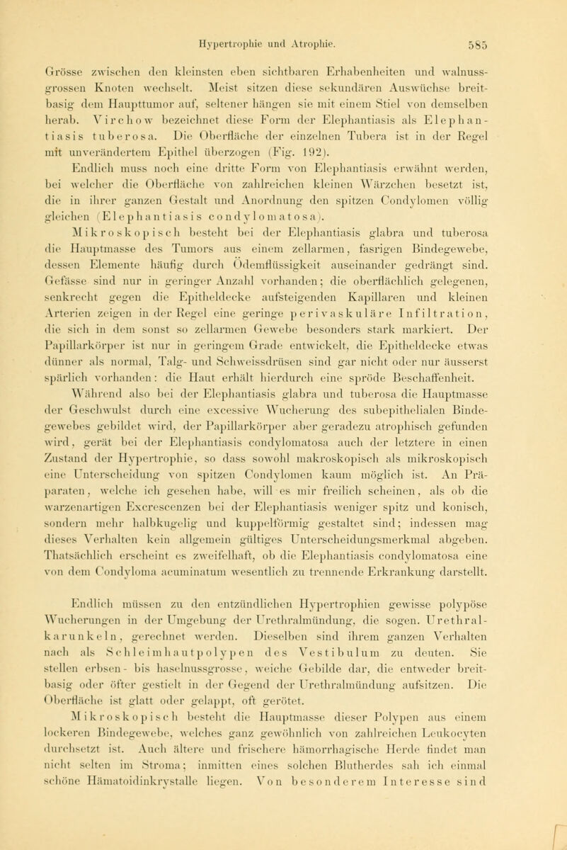 Grösse zwischen den kleinsten eben sichtbaren Erhabenheiten und walnuss- grossen Knoten wechselt. Meist sitzen diese sekundären Auswüchse breit- basig dem Haupttumor auf, seltener hängen sie mit einem Stiel von demselben herab. Virchow bezeichnet diese Form der Elephantiasis als Elephan- tiasis tuberosa. Die Oberfläche der einzelnen Tubera ist in der Regel mit unverändertem Epithel aberzogen (Fig. 192). Endlich nmss noch eine dritte Form von Elephantiasis erwähnt werden. bei welcher die Oberfläche von zahlreichen kleinen Wärzchen besetzt ist, die in ihrer ganzen Gestalt und Anordnung- den spitzen Condylomen völlig gleichen E1 e p h antiasis c o n <l y 1 o m a t o sa i. Mikroskopisch besteht bei der Elephantiasis glabra und tuberosa die Hauptmasse des Tumors aus einem zellarmen, fasrigen Bindegewebe, dessen Elemente häutig- durch Odemflüssigkeit auseinander gedrängt sind. Gefässe sind nur in geringer Anzahl vorhanden; die oberflächlich gelegenen, senkrecht gegen die Epitheldecke autsteigenden Kapillären und kleinen Arterien zeigen in der Kegel eine geringe perivaskuläre Infiltration, die sich in dem sonst so zellarmen Gewebe besonders stark markiert. Der Papillarkörper ist nur in geringem (irade entwickelt, die Epitheldecke etwas dünner als normal, Talg- und Schweissdrüsen sind gar nicht oder nur äusserst spärlich vorhanden : die Haut erhält hierdurch eine spröde Beschaffenheit. Während also bei der Elephantiasis glabra und tuberosa die Hauptmasse der Geschwulst durch eine excessive Wucherung des subepithelialen Binde- gewebes gebildet wird, der Papillarkörper aber geradezu atrophisch gefunden wird, gerät bei der Elephantiasis eondylomatosa auch der letztere in einen Zustand der Hypertrophie, so dass sowohl makroskopisch als mikroskopisch eine Unterscheidung von spitzen Condylomen kaum möglich ist. An Prä- paraten, welche ich gesehen habe, will es mir freilich scheinen, als ob die warzenartigen Excrescenzen bei der Elephantiasis weniger spitz und konisch, sondern mehr halbkugelig und kuppeiförmig gestaltet sind; indessen mag dieses Verhalten kein allgemein gültiges Unterscheidungsmerkmal abgeben. ^Tatsächlich erscheint es zweifelhaft, ob die Elephantiasis eondylomatosa eine von dem Condyloma acuminatum wesentlich zu trennende Erkrankung darstellt. Endlich müssen zu den entzündlichen Hypertrophien gewisse polypöse Wucherungen in der Umgebung der Urethralmündung, die sogen. Urethral- karunkeln. gerechnet werden. Dieselben sind ihrem ganzen Verhalten nach als Schleimhautp olyp en des Vestibulum zu deuten. Sie stellen erbsen - bis haselnussgrosse, weiche Gebilde dar, die entweder breit- basig oder öfter gestielt in der Gegend der Urethralmündung aufsitzen. Die I (berfläche ist glatt oder gelappt, oft gerötet. Mikroskopisch besteht die Hauptmasse dieser Polypen aus einem lockeren Bindegewebe, welches ganz gewöhnlich von zahlreichen Leukocyten durchsetzt ist. Auch ältere und frischere hämorrhagische Herde findet man nicht selten im Stroma; inmitten eines solchen Blutherdes sah ich einmal schöne Hämatoidinkrystalle liegen. Von besonderem Interesse sind