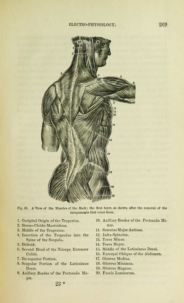 link to previous page