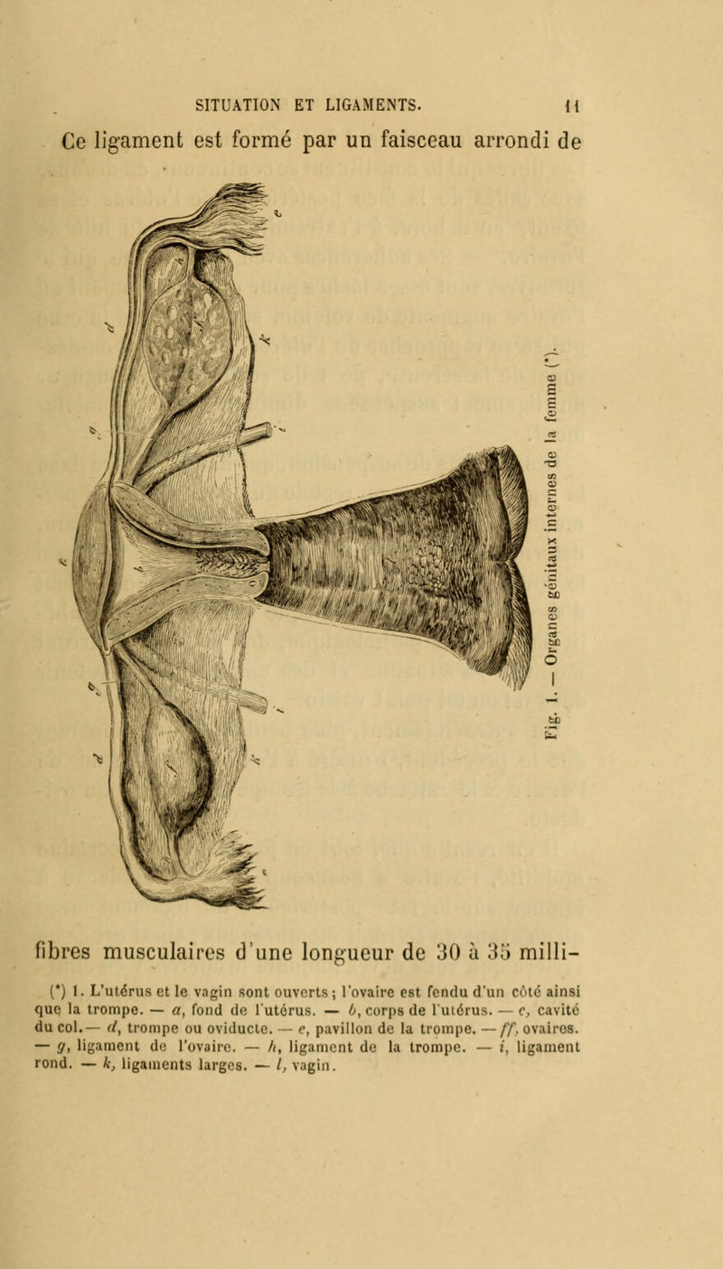 SITUATION ET LIGAMENTS. {{ Ce ligament est formé par un faisceau arrondi de fibres musculaires d'une longueur de 'M) à 35 milli- (*) 1. L'utérus et le vagin sont ouverts; l'ovaire est fendu d'un côte ainsi que la trompe. — a, fond de l'utérus. — l>, corps de l'utérus. — c, cavité du col.— d, trompe ou oviductc. — c, pavillon de la trompe. —//'. ovaires. — y, ligament de l'ovaire. — h, ligament de la trompe. — i, ligament rond. — k, ligaments larges. — /, vagin.