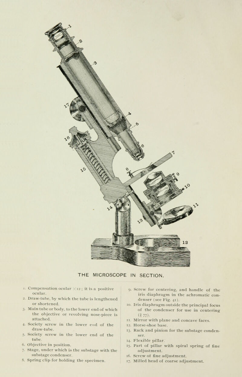 THE MICROSCOPE IN SECTION. i. Compensation ocular 12; it is a positive ocular, 2. Draw-tune, by which the tube is lengthened or shortened. 3. Main tube or body, to the lower end of which the objective or revolving nose-piece is attached. 4. Society screw in the lower end of the draw-tube. 5. .Society screw in the lower end of the tube. 6. Objective in position. ;. Stage, under which is the substage with the substage condenser. 8. Spring clip for holding the specimen. 9. Screw for centering, and handle of the iris diaphragm in the achromatic con- denser (see Fig. 411. io. Iris diaphragm outside the principal focus of the condenser for use in centering (§77). 11. Mirror with plane and concave faces. 12. Horse-shoe base. 13. Rack and pinion for the substage conden- ser. 14. Flexible pillar. 15. Part of pillar with spiral spring of fine adjustment. 16. Screw oi fine adjustment. 17. Milled head of coarse adjustment.