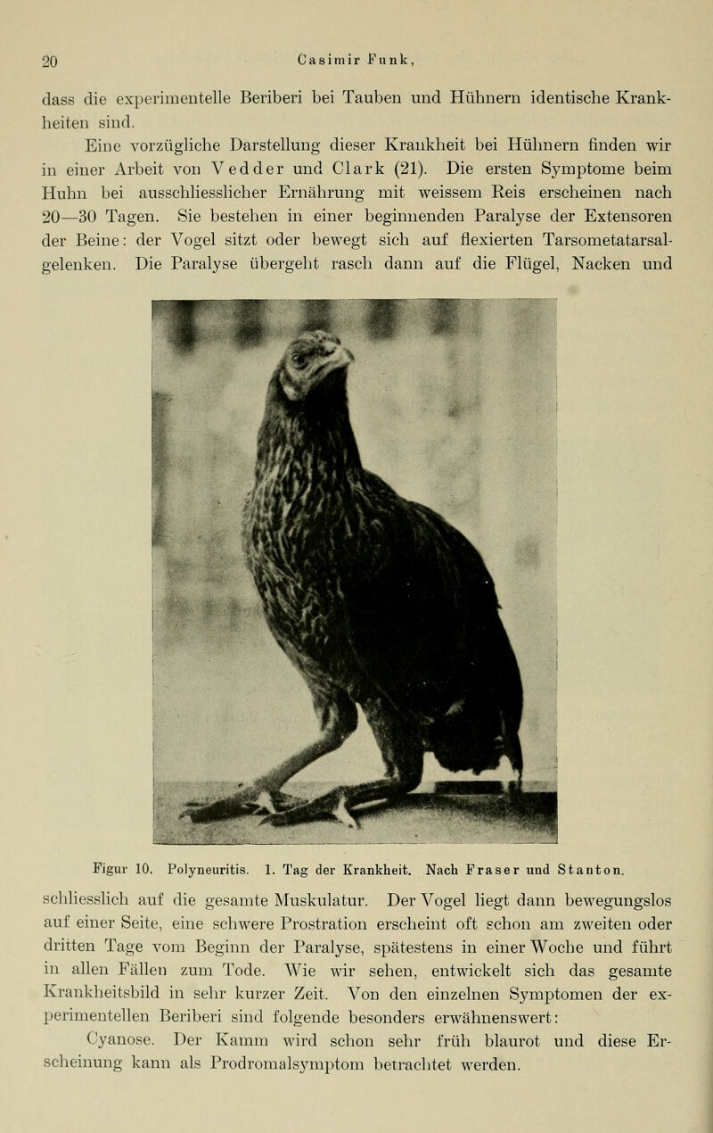 dass die experimentelle Beriberi bei Tauben und Hühnern identische Krank- heiten sind. Eine vorzügliche Darstellung dieser Krankheit bei Hühnern finden wir in einer Arbeit von Vedder und Clark (21). Die ersten Symptome beim Huhn bei ausschliesslicher Ernährung mit weissem Reis erscheinen nach 20—30 Tagen. Sie bestehen in einer beginnenden Paralyse der Extensoren der Beine: der Vogel sitzt oder bewegt sich auf flexierten Tarsometatarsal- gelenken. Die Paralyse übergeht rasch dann auf die Flügel, Nacken und Figur 10. Polyneuritis. 1. Tag der Krankheit. Nach Fräser und Stanton. schliesslich auf die gesamte Muskulatur. Der Vogel liegt dann bewegungslos auf einer Seite, eine schwere Prostration erscheint oft schon am zweiten oder dritten Tage vom Beginn der Paralyse, spätestens in einer Woche und führt in allen Fällen zum Tode. Wie wir sehen, entwickelt sich das gesamte Krankheitsbild in sehr kurzer Zeit. Vou den einzelnen Symptomen der ex- perimentellen Beriberi sind folgende besonders erwähnenswert: Cyanose. Der Kamm wird schon sehr früh blaurot und diese Er- scheinung kann als Prodromalsyrnptorn betrachtet werden.