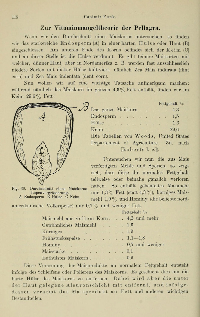 Zur Vitaminmangeltheorie der Pellagra. Wenn wir den Durchschnitt eines Maiskorns untersuchen, so finden wir das stärkereiche Endosperm (A) in einer harten Hülse oder Haut (B) eingeschlossen. Am unteren Ende des Korns befindet sich der Keim (C) und an dieser Stelle ist die Hülse verdünnt. Es gibt feinere Maissorten mit weicher, dünner Haut, aber in Nordamerika z. B. werden fast ausschliesslich niedere Sorten mit dicker Hülse kultiviert, nämlich Zea Mais indurata (flint com) und Zea Mais indentata (dent com). Nun wollen wir auf eine wichtige Tatsache aufmerksam machen: während nämlich das Maiskorn im ganzen 4,3% Fett enthält, finden wir im Keim 29,6% Fett: Fettgehalt °/o Das ganze Maiskorn 4,3 Endosperm 1,5 Hülse 1,6 Keim 29,6. (Die Tabellen von Woods, United States Departement of Agriculture. Zit. nach [Roberts 1. c.]). Untersuchen wir nun die aus Mais verfertigten Mehle und Speisen, so zeigt sich, dass diese ihr normales Fettgehalt teilweise oder beinahe gänzlich verloren haben. So enthält gebeuteltes Maismehl nur 1,3% Fett (statt 4,3%), körniges Mais- mehl 1,9% und Hominy (die beliebte nord- amerikanische Volksspeise) nur 0,7 % und weniger Fett. Fettsehalt % Maismehl aus vollem Korn Gewöhnliches Maismehl Körniges ,, Frühstücksspeise . . . Hominy Maisstärke Enthülstes Maiskorn . . Diese Verarmung der Maisprodukte an normalem Fettgehalt entsteht infolge des Schleifens oder Polierens des Maiskorns. Es geschieht dies um die harte Hülse des Maiskorns zu entfernen. Dabei wird aber die unter der Haut gelegene Aleuronschicht mit entfernt, und infolge- dessen verarmt das Maisprodukt an Fett und anderen wichtigen Bestandteilen. Fig. 36 Durchschnitt eines Maiskorns. Lupenvergrösserung. A Endosperm B Hülse C Keim. 4,3 und mehr 1,3 1,9 1,1—1,8 0,7 und weniger 0,1 0,9.