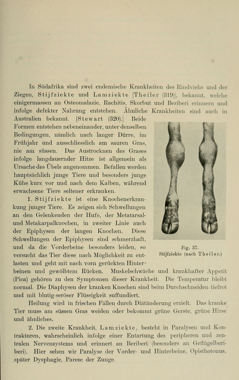 Ziegen, Stijfziekte und Lamziekte [Theiler (319)], bekannt, «reiche einigermassen an Osteomalazie, Rachitis, Skorbut und Beriberi erinnern und infolge defekter Nahrung entstehen. Ähnliche Krankheiten sind auch in Australien bekannt. [Stewart (320).] Beide Formen entstehen nebeneinander, unter denselben Bedingungen, nämlich nach langer Dürre, im Frühjahr und ausschliesslich am sauren Gras, nie am süssen. Das Austrocknen des Grases infolge langdauernder Hitze ist allgemein als Ursache des Übels angenommen. Befallen werden hauptsächlich junge Tiere und besonders junge Kühe kurz vor und nach dem Kalben, während erwachsene Tiere seltener erkranken. 1. Stijfziekte ist eine Knochenerkran- kung junger Tiere. Es zeigen sich Schwellungen an den Gelenkenden der Hufe, der Metatarsal- und Metakarpalknochen, in zweiter Linie auch der Epiphysen der langen Knochen. Diese Schwellungen der Epiphysen sind schmerzhaft, und da die Vorderbeine besonders leiden, so versucht das Tier diese nach Möglichkeit zu ent- Fig. 37. Stijfziekte (nach Theiler.) lasten und geht mit nach vorn gerückten Hinter- beinen und gewölbtem Rücken. Muskelschwäche und krankhafter Appetit (Pica) gehören zu den Symptomen dieser Krankheit. Die Temperatur bleibt normal. Die Diaphysen der kranken Knochen sind beim Durchschneiden tiefrot und mit blutig-seröser Flüssigkeit suffundiert. Heilung wird in frischen Fällen durch Diätänderung erzielt. Da? kranke Tier muss am süssen Gras weiden oder bekommt grüne Gerste, grüne Hirse und ähnliches. 2. Die zweite Krankheit, Lamziekte, besteht in Paralysen und Kon- trakturen, wahrscheinlich infolge einer Entartung des peripheren und zen- tralen Nervensystems und erinnert an Beriberi (besonders an Geflügelberi- beri). Hier sehen wir Paralyse der Vorder- und Hinterbeine. Opisthotonus, später Dysphagie, Parese der Zunge.