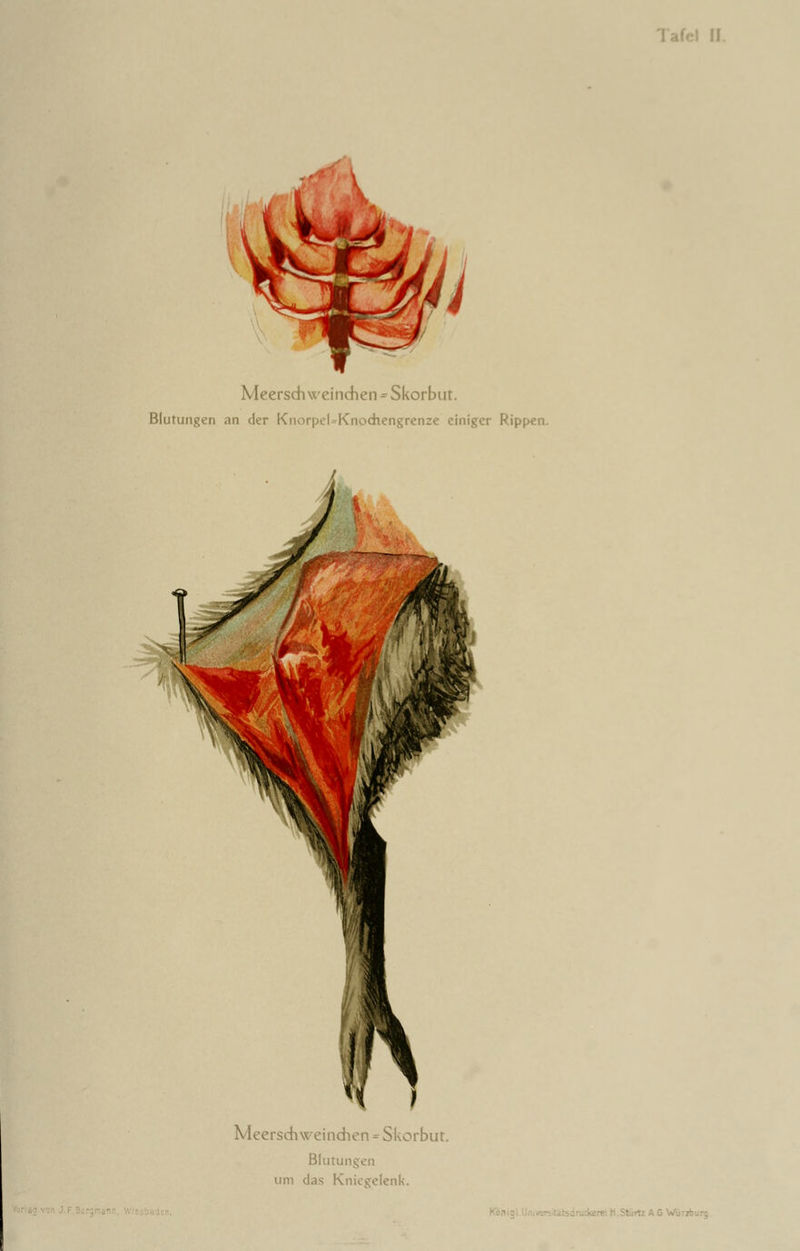 Meerschweinchen - Skorbut. Blutungen an der KnorpeUKnoehengrenze einiger Rippen. Meerschweinchen = Skorbut. Blutungen um das Kniegelenk.