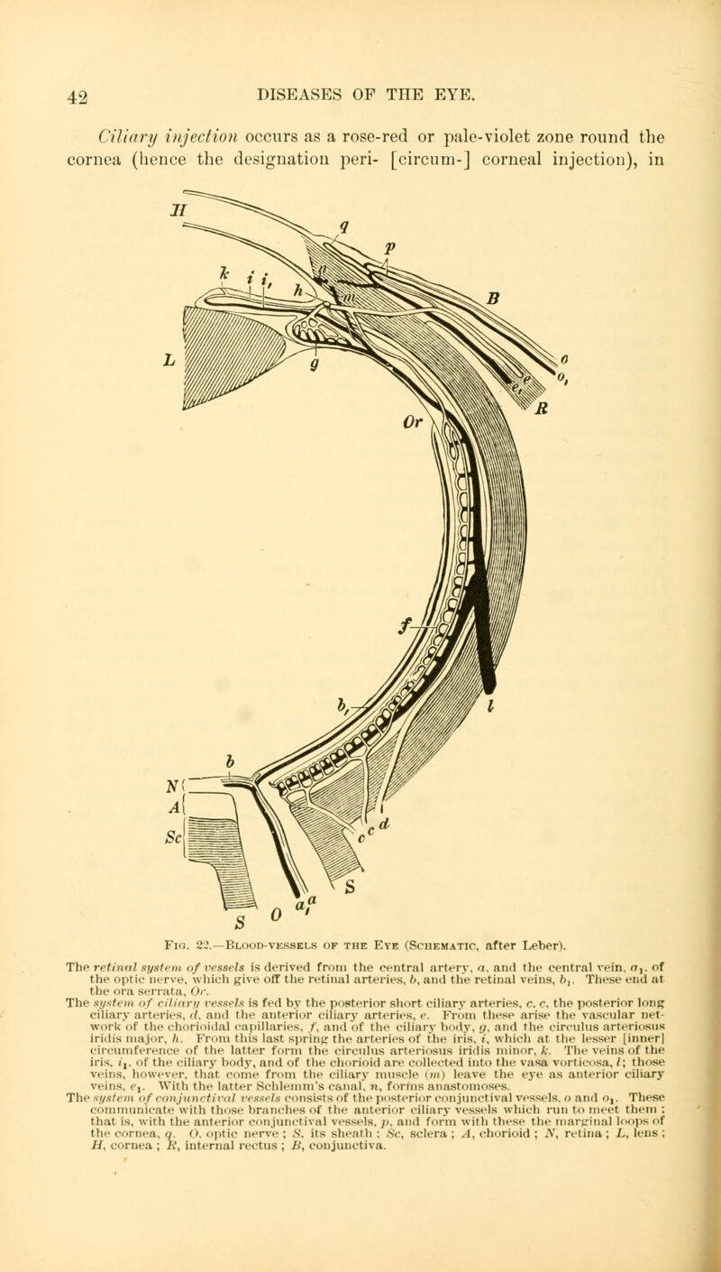 Ciliary injection occurs as a rose-red or pale-violet zone round the cornea (hence the designation peri- [circum-] corneal injection), in Fi«. 22.—Blood-vessels of the Eve (Schematic, after Leber). The retinal system of vessels is derived from the central artery, a. and the central vein. ny. of the optic nerve, which give off the retinal arteries. />, and the retinal veins, b,. These end at the ora serrata, Or. The system of ciliary vessels is fed by the posterior short ciliary arteries, r. c, the posterior long ciliary arteries. </. and the anterior ciliary arteries, e. From these arise the vascular net- work of the chorioidal capillaries, f, and of the ciliary body, </, and the circulus arteriosus iridis major, h. From this last spring the arteries of the iris, V, which at the lesser [inner] circumference of the latter form the circulus arteriosus iridis minor, A\ The veins of the iris, /,. of the ciliary body, and of the chorioid are collected into the vasa vorticosa, /; those veins, however, that come from the ciliary muscle win leave the eye as anterior ciliary veins, c,. With the latter Schlcmiu's canal, n, forms anastomoses. The system of conjunctival vessels consists of the posterior conjunctival vessels, o and <>,. These communicate with those branches of the anterior ciliary vessels which run to meet them ; that is, with the anterior conjunctival vessels, p. and form with these the marginal loo)is of the cornea, q. 0. optic nerve; ,s\ its sheath ; Sc, sclera; A, chorioid; A, retina; L, lens; //, cornea ; /.', internal rectus ; B, conjunctiva.