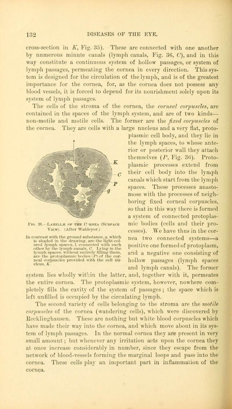 cross-section in K, Fig. 35). These are connected with one another by numerous minute canals (lymph canals, Fig. 36, C), and in this way constitute a continuous system of hollow passages, or system of lymph passages, permeating the cornea in every direction. This sys- tem is designed for the circulation of the lymph, and is of the greatest importance for the cornea, for, as the cornea does not possess any blood vessels, it is forced to depend for its nourishment solely upon its system of lymph passages. The cells of the stroma of the cornea, the corneal corpuscles, are contained in the spaces of the lymph system, and are of two kinds— non-motile and motile cells. The former are the fixed corpuscles of the cornea. They are cells with a large nucleus and a very flat, proto- plasmic cell body, and they lie in the lymph spaces, to whose ante- -.. rior or posterior wall they attach themselves (P, Fig. 36). Proto- plasmic processes extend from q their cell body into the lymph canals which start from the lymph spaces. These processes anasto- mose with the processes of neigh- boring fixed corneal corpuscles, so that in this way there is formed a system of connected protoplas- K P V- Fm. 3G.-Lamell;e of the Cornea (Surface Illic bodies (cells and their pi'O- v,Ew). (After Waideyer.) cesses). We have thus in the cor- In contrast with the ground substance fir, which nea twQ connected Systems a is shaded in the drawing, are the light-col- J ored lymph spaces, i, connected with each positive one formed of protoplasm, other by the lvinph canals, C. Lying in the x * *■ Lymph spaces, without entirely miing them, and a negative one consisting of are the protoplasmic bodies (P) of the cor- ° ° neal corpuscles provided with the cell nu- hollow passages (lymph Spaces and lymph canals). The former system lies wholly within the latter, and, together with it, permeates the entire cornea. The protoplasmic system, however, nowhere com- pletely fills the cavity of the system of passages; the space which is left unfilled is occupied by the circulating lymph. The second variety of cells belonging to the stroma are the motile corpuscles of the cornea (wandering cells), which were discovered by Becklinghausen. These are nothing but white blood corpuscles which have made their way into the cornea, and which move about in its sys- tem of lymph passages. In the normal cornea they are present in very small amount; but whenever any irritation acts upon the cornea they at once increase considerably in number, since they escape from the network of blood-vessels forming the marginal loops and pass into the cornea. These cells play an important part in inflammation of the cornea.