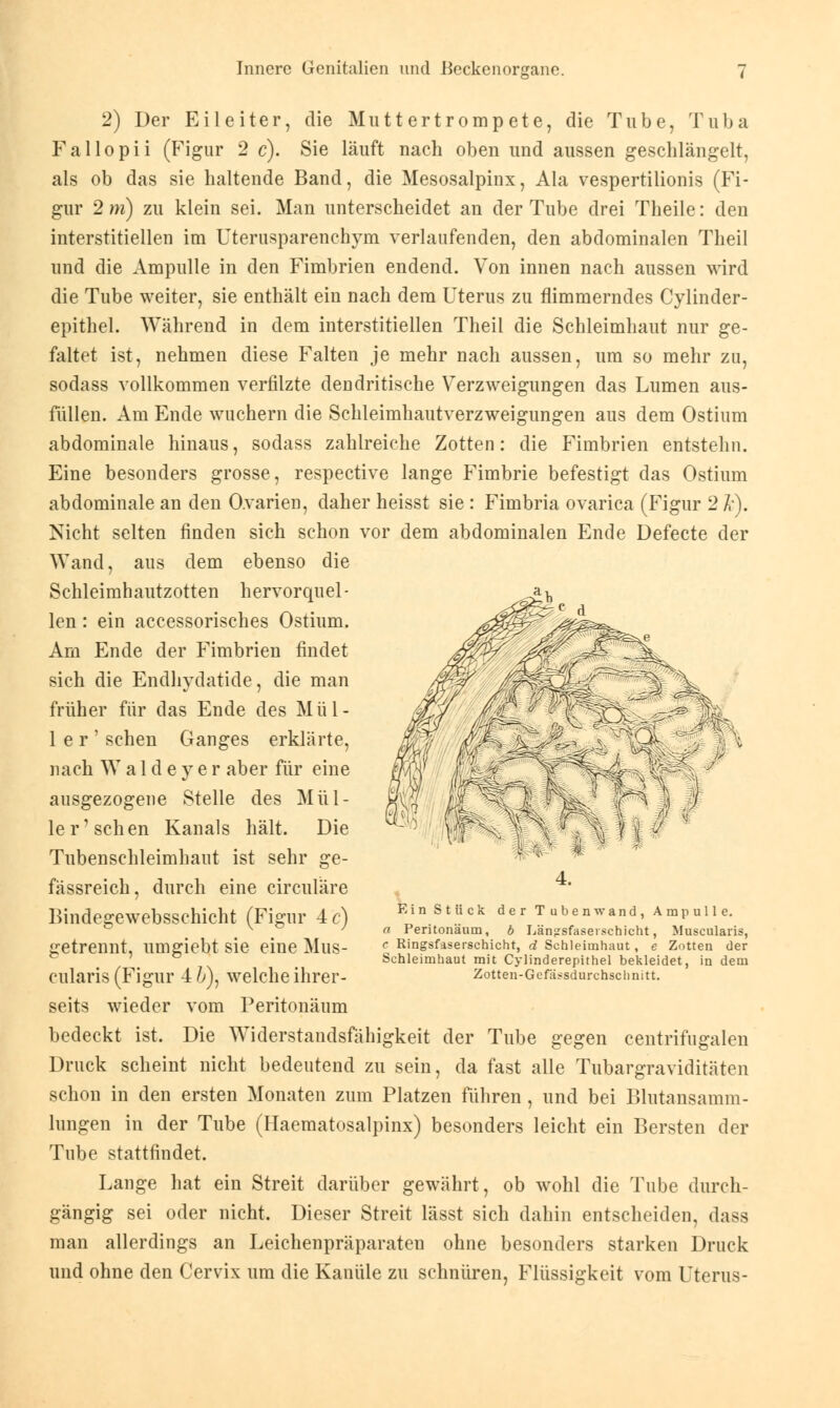 2) Der Eileiter, die Mutt ertromp ete, die Tube, Tuba Fallopii (Figur 2 c). Sie läuft nach oben und aussen geschlängelt, als ob das sie haltende Band, die Mesosalpinx, Ala vespertilionis (Fi- gur 2 m) zu klein sei. Man unterscheidet an der Tube drei Theile: den interstitiellen im Uterusparenchym verlaufenden, den abdominalen Theil und die Ampulle in den Fimbrien endend. Von innen nach aussen wird die Tube weiter, sie enthält ein nach dem Uterus zu flimmerndes Cylinder- epithel. Während in dem interstitiellen Theil die Schleimhaut nur ge- faltet ist, nehmen diese Falten je mehr nach aussen, um so mehr zu, sodass vollkommen verfilzte dendritische Verzweigungen das Lumen aus- füllen. Am Ende wuchern die Schleimhautverzweigungen aus dem Ostium abdominale hinaus, sodass zahlreiche Zotten: die Fimbrien entstehn. Eine besonders grosse, respective lange Fimbrie befestigt das Ostium abdominale an den Ovarien, daher heisst sie : Fimbria ovarica (Figur 2 k). Nicht selten finden sich schon vor dem abdominalen Ende Defecte der Wand, aus dem ebenso die Schleimhautzotten hervorquel- len : ein accessorisches Ostium. Am Ende der Fimbrien findet sich die Endhydatide, die man früher für das Ende des Mül- ler' sehen Ganges erklärte, nach W a 1 d e y e r aber für eine ausgezogene Stelle des Mül- le loschen Kanals hält. Die Tubenschleimhaut ist sehr ge- fässreich, durch eine circuläre Bindegewebsschicht (Figur 4 c) getrennt, umgiebt sie eine Mus- cularis (Figur 4 /j), welche ihrer- seits wieder vom Peritonäum bedeckt ist. Die Widerstandsfähigkeit der Tube gegen centrifugalen Druck scheint nicht bedeutend zu sein, da fast alle Tubargraviditäten schon in den ersten Monaten zum Platzen führen, und bei Blutansamm- lungen in der Tube (Haematosalpinx) besonders leicht ein Bersten der Tube stattfindet. Lange hat ein Streit darüber gewährt, ob wohl die Tube durch- gängig sei oder nicht. Dieser Streit lässt sich dahin entscheiden, dass man allerdings an Leichenpräparaten ohne besonders starken Druck und ohne den Cervix um die Kanüle zu schnüren, Flüssigkeit vom Uterus- - 4. Ein Stück der Tuben wand, Ampulle. a Peritonäum, b Längsfaserschieht, Muscularis, c Ringsfaserschicht, d Schleimhaut, e Zotten der Schleimhaut mit Cylinderepithel bekleidet, in dem Zotten-Gcfässdurchsclinitt.