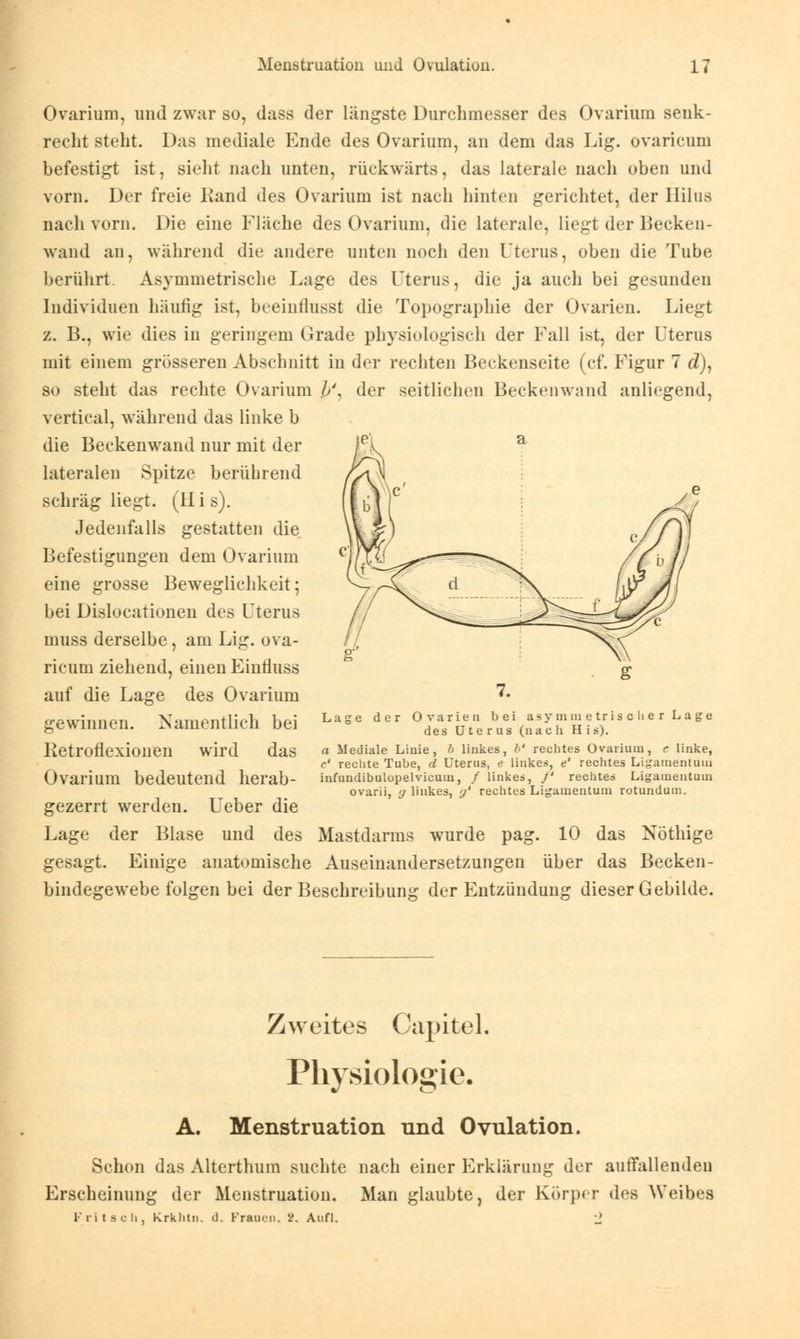 Ovarium, und zwar so, dass der längste Durchmesser des Ovarium senk- recht steht. Das mediale Ende des Ovarium, an dem das Lig. ovaricum befestigt ist, sieht nach unten, rückwärts, das laterale nach oben und vorn. Der freie Kand des Ovarium ist nach hinten gerichtet, der Hilus nach vorn. Die eine Fläche des Ovarium, die laterale, liegt der Becken- wand an, während die andere unten noch den Uterus, oben die Tube berührt. Asymmetrische Lage des Uterus, die ja auch bei gesunden Individuen häufig ist, beeinrlusst die Topographie der Ovarien. Liegt z. B., wie dies in geringem Grade physiologisch der Fall ist, der Uterus mit einem grösseren Abschnitt in der rechten Beckenseite (cf. Figur 7 d), so steht das rechte Ovarium //, der seitlichen Beckenwand anliegend, vertical, während das linke b die Beckenwand nur mit der lateralen Spitze berührend schräg liegt. (H i s). Jedenfalls gestatten die Befestigungen dem Ovarium eine grosse Beweglichkeit; bei Dislocationen des Uterus muss derselbe, am Lig. ova- ricum ziehend, einen Einfluss auf die Lage des Ovarium gewinnen. Namentlich bei Ketroflexionen wird das Ovarium bedeutend herab- gezerrt werden. Ueber die Lage der Blase und des Mastdarms wurde pag. 10 das Notlüge gesagt. Einige anatomische Auseinandersetzungen über das Becken- bindegewebe folgen bei der Beschreibung der Entzündung dieser Gebilde. Lage der Ovarien bei asymmetrischer Lage des Uterus (nach H i s). a Mediale Linie, b linkes, /■' rechtes Ovarium, c linke, c' rechte Tube, d Uterus, e linkes, e' rechtes Ligamentum infundibulopelvicum, / linkes, /' rechtes Ligamentum ovarii, y linkes, g' rechtes Ligamentum rotundum. Zweites Capitel. Physiologie. A. Menstruation und Ovulation. Schon das Alterthum suchte nach einer Erklärung der auffallenden Erscheinung der Menstruation. Man glaubte, der Körper des Weibes Tri t seh, krkhtn. d. Frauen. 2. Aufl.