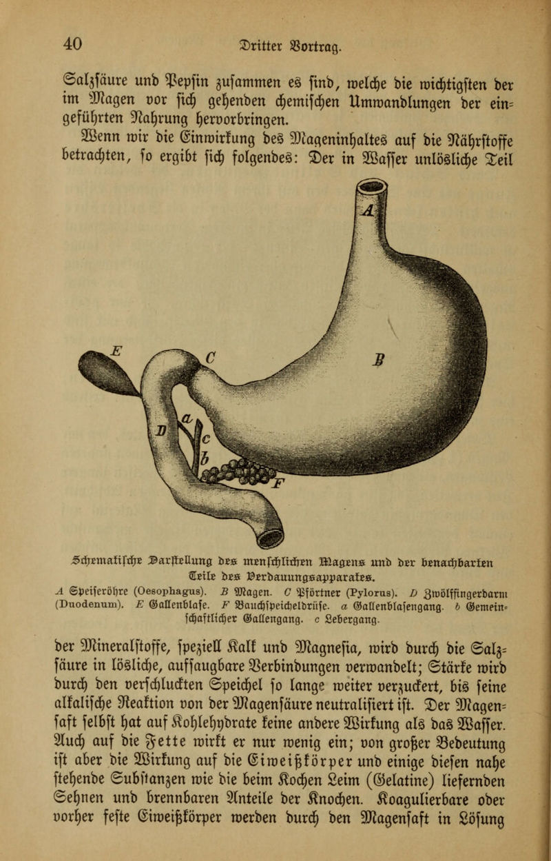 ©aljfdure unb Sgepfin aufatnmen eg fmb, roeldje bie ix>id^tigften ber im ajlagcn »or fidj getyenben djemiftfjen Umroanblungen ber em gefiiljrten -ftaljrung Ijeroorbringen. SBenn roir bie (ginroirfung beg 3)iageninf)alteg auf bie SRafyrftoffe betratf)ten, fo ergibt fief) folgenbeg: 25er in 2Baffer unloSlid^e Scil ^rfprntafiftfj* 3tojMima bB* mimjtftlhlnm Blasts unb b*r &*narf;barten €biIb be» $*rbauun as apparatus. A S^eiferotire (Oesophagus). B 9ttagen. C ^fortner (Pylorus). D 3tt)oIffingerbartu (Duodenum). E ©allenblafe. F SBaudjfpeidieibrufe. a ©atfenblafengang. b ®emetn* fdjaftltdjer (Satfengattg. c Sebergang. ber 9Jiineralftoffe, fpejiett Rait unb 3Jtagnefia, rairb burdj bie ©alj= [dure in loSlid&c, auffaugbare SSerbinbungen t)erroanbelt; ©tdrfe rotrb burd) ben t>erfd)lucften ©petrel fo lange rceiter t>er$ucfert, big feine alfaltfdje ^teaftion con ber SHagenfaure neutralifiert tft. S)er 9flagen= faft felbft l)at auf $of)lef)t)brate feine anbere SSirfung ate bag 2Baffer. 2tucfy auf bie gette nrirft er nur roenig ein; mm grower Sebeutung ift aber bie 2Birfung auf bie ©in) ei^f or per unb einige biefen natye ftefyenbe ©ubftanjen roie bie beim $od)en Seim (©clatinc) liefernben ©eljnen unb brennbaren Slntetle ber $nod)en. ^oagulierbare ober sorter fefte ©iroetftforper roerben burd) ben 2flagenfaft in Sofung