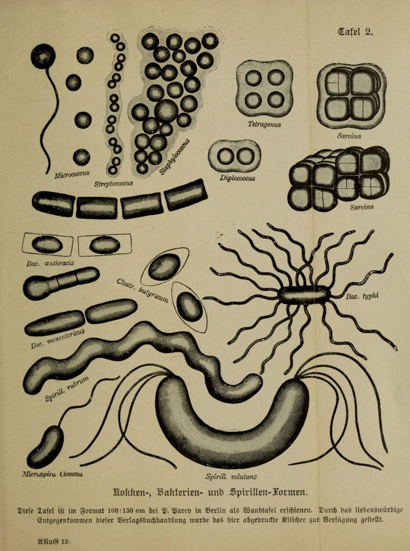 °o ° 8 ^O© oo5 &af£i 2. Tetragenus ' Micrococcus \^r, w ^ Streptococcus ^^H^^K Diplococcus JSIiorospiruj Comma Spiriti. voluians ^okkm-) BakfBrtBtt- unt) ^pirilfen-Jornrnt. Sarcina Sarcina Stefe Xafet tfi tm format 100:130 cm fcei $. $atet) in Berlin al§ SSanbtafel erjtfiietten. $urtf) baZ UebenSttmrbige ©ntgegenfommen biefer SSerIag§bucpanbiuttg nmrbe ba§ flier abgebrucfte tliftfiee §ur SSerfiiguug geftetft. Slftu® 19.