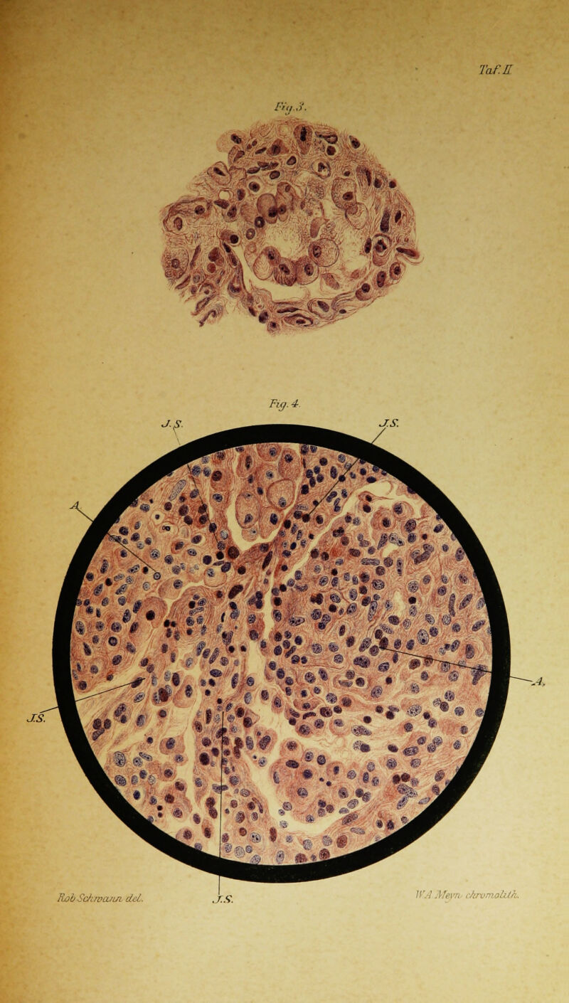 Fiti.%9. Taf.IT J.S. Fig. 4 S.S. \ «•, J.S. '« • f H « « * ^ ,•• »_» *5'\*' •»*•■»•' .*V: •-•£« '61 '4 6 ,0 # •• • ••■ » >. ®*> .•< % -* 9» ■# < ,# * I % 1,1» Hfe I * » tl «»*,'•*•■ • « ■6 « e> « • ® « •%• \P 4 ip <s ,4V ,® . f* 4 ® ->4 ä?£ Schtvixn/L del. S.S. !'•' 1 ./.Vi-, ckronwhtk.