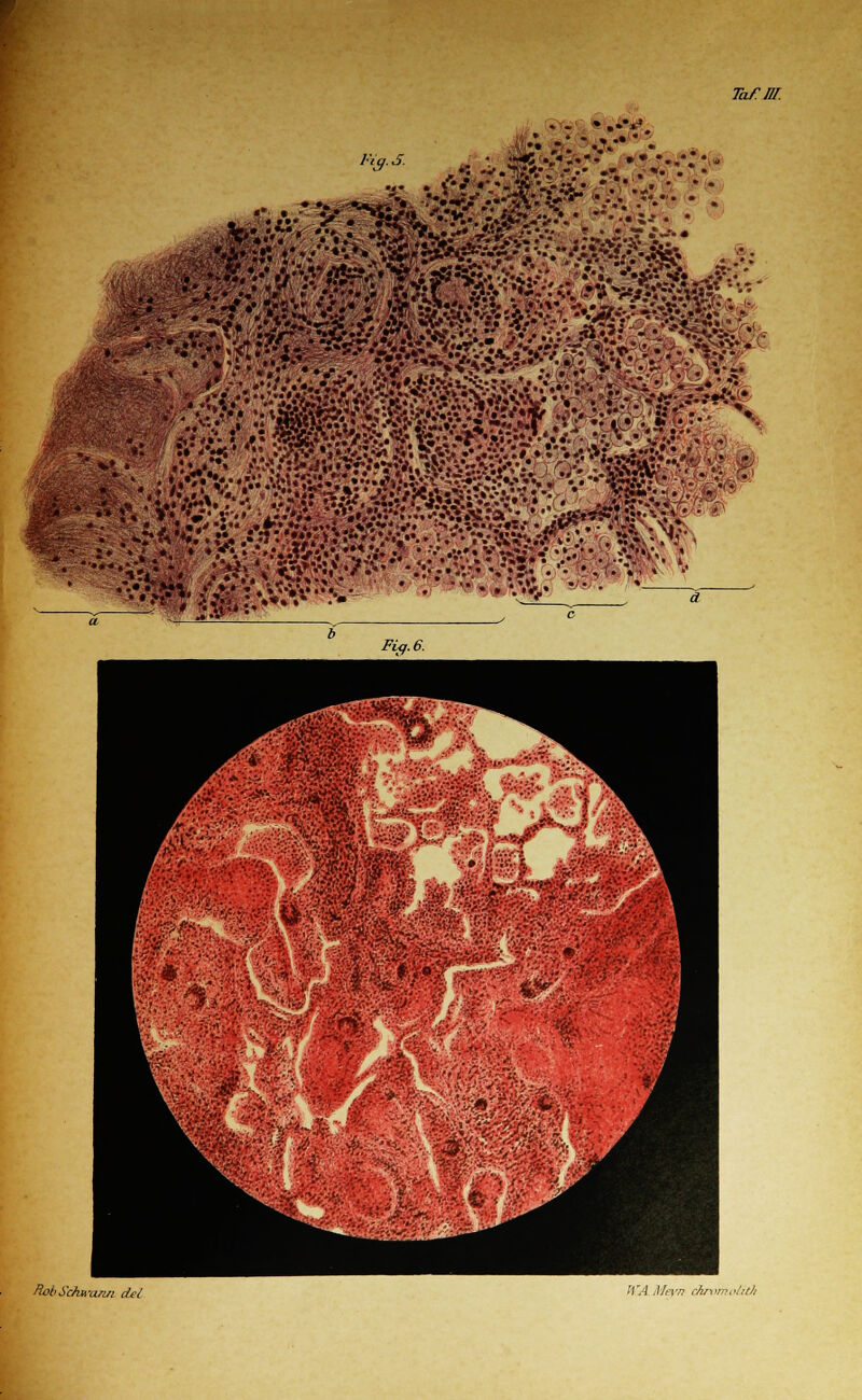 Tafim. ■■■■■••,-. %'- • . Fig.6. Rol' Sduranri del IVA Meyn chrtimolith