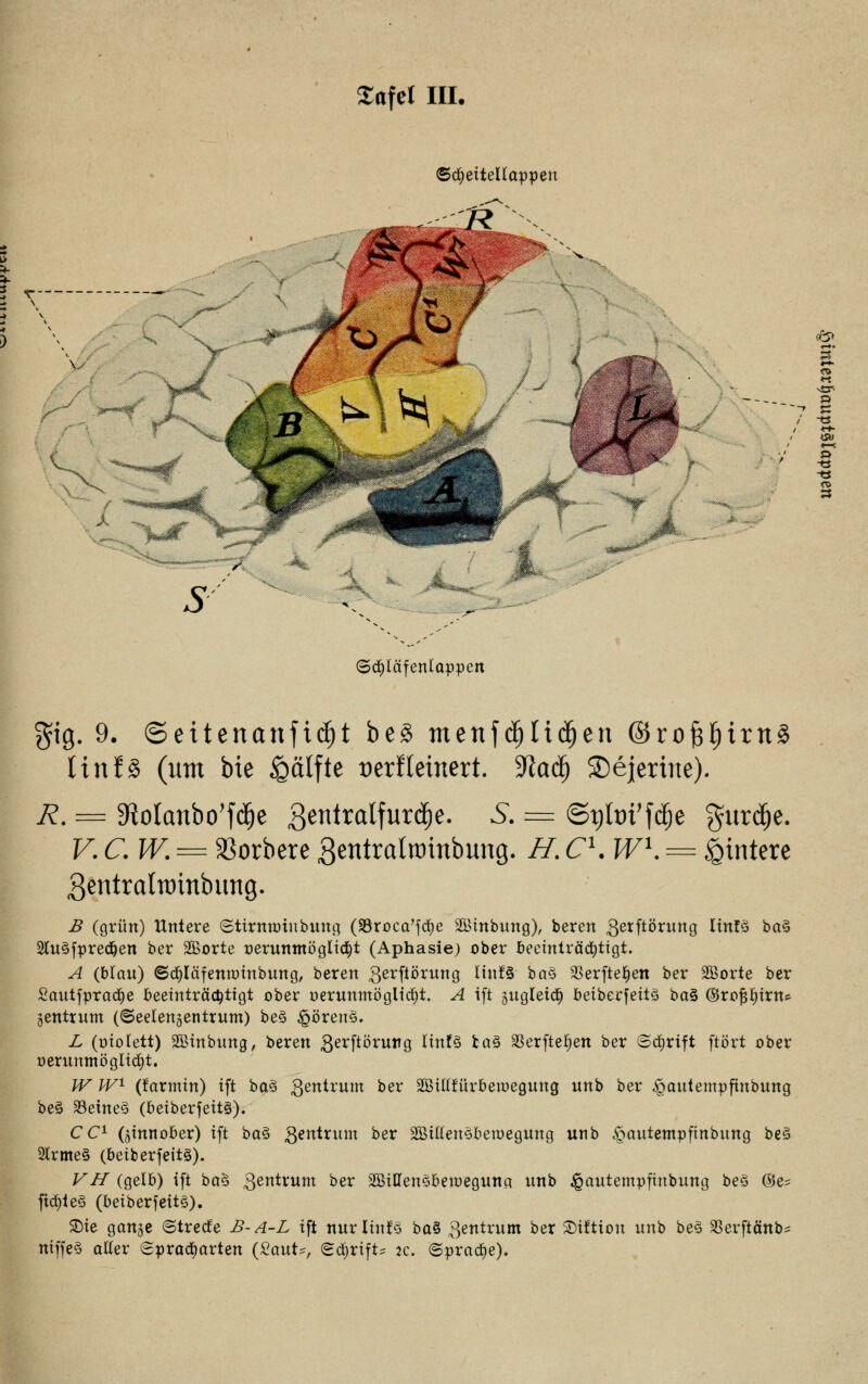 Safel III. 5- 5 r <5cf)läfenlappen gig. 9. ©eitenanfidjt be£ menfd)lid)en ©roJ3^irtt§ linfä (um bie Hälfte t)erfleinert. $laü) SDejerüte). R, = 3toIanbo'fdje gentralfurdje. $• = ©pfot'fdje guräje. V. C. W. = Sorbete gentralrtrinbung. H. C1. WK = Wintere gentralttrinbimg. B (grün) Untere «Stimm tu bung (SSroca'fcfye äBinbung), beren gerftörung linfS ba% 2tu§fpredjen ber SBorte r>erunntbglid)t (Aphasie) ober beeinträchtigt. A {blau) ©cfyläfenminbung, beren ßerftörung Itn!§ baZ SSerfte^en ber SBorte ber Sautfpracfye beeinträchtigt ober oemnmöglidjt. A ift sugleicf) beiberfeits ba§ ©rof^inu gentrum (©eelenjentrum) be3 ÜQ'övenZ. L (oiolett) Sßinbung, beren gerftöruttg linf3 fca3 SBerftetjen ber Schrift ftört ober oerunmö glicht. W W1 (farmin) ift ba3 Zentrum öer Sßilltürbemegung unb ber ^autempftnbung be§ Seine? (beiberfeitö). CC1 (Zinnober) ift baö Zentrum ber SßitlenSberoegung utib §autempfinbung be§ 2trme§ (beiberfeits). VH (gelb) ift ba§ gentium ber 2BiHen$bemeguna unb £autempfinbung be§ @e= ficr)ieg (beiberfeitS). £)te ganje ©trecte B-A-L ift nurliufö ba§ Zentrum ber ©iftiou unb be§ SSerftänb^ niffe§ alter Spracfyarten (2aut?, (Schrift; tc. (Sprache). E o -ö » -e 3