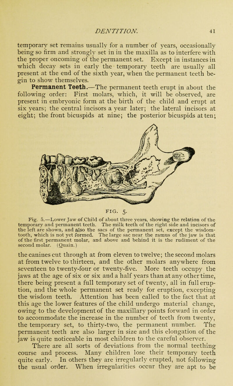 temporary set remains usually for a number of years, occasionally being so firm and strongly set in in the maxilla as to interfere with the proper oncoming of the permanent set. Except in instances in which decay sets in early the temporary teeth are usually all present at the end of the sixth year, when the permanent teeth be- gin to show themselves. Permanent Teeth.—The permanent teeth erupt in about the following order: First molars, which, it will be observed, are present in embryonic form at the birth of the child and erupt at six years; the central incisors a year later; the lateral incisors at eight; the front bicuspids at nine; the posterior bicuspids at ten; fig. 5. Fig. 5.—Lower Jaw of Child of about three years, showing the relation of the temporary and permanent teeth. The milk teeth of the right side and incisors of the ieft are shown, and also the sacs of the permanent set, except the wisdom- tooth, which is not yet formed. The large sac near the ramus of the jaw is that of the first permanent molar, and above and behind it is the rudiment of the second molar. (Quain.) the canines cut through at from eleven to twelve; the second molars at from twelve to thirteen, and the other molars anywhere from seventeen to twenty-four or twenty-five. More teeth occupy the jaws at the age of six or six and a half years than at any other time, there being present a full temporary set of twenty, all in full erup- tion, and the whole permanent set ready for eruption, excepting the wisdom teeth. Attention has been called to the fact that at this age the lower features of the child undergo material change, owing to the development of the maxillary points forward in order to accommodate the increase in the number of teeth from twenty, the temporary set, to thirty-two, the permanent number. The permanent teeth are also larger in size and this elongation of the jaw is quite noticeable in most children to the careful observer. There are all sorts of deviations from the normal teething course and process. Many children lose their temporary teeth quite early. In others they are irregularly erupted, not following the usual order. When irregularities occur they are apt to be