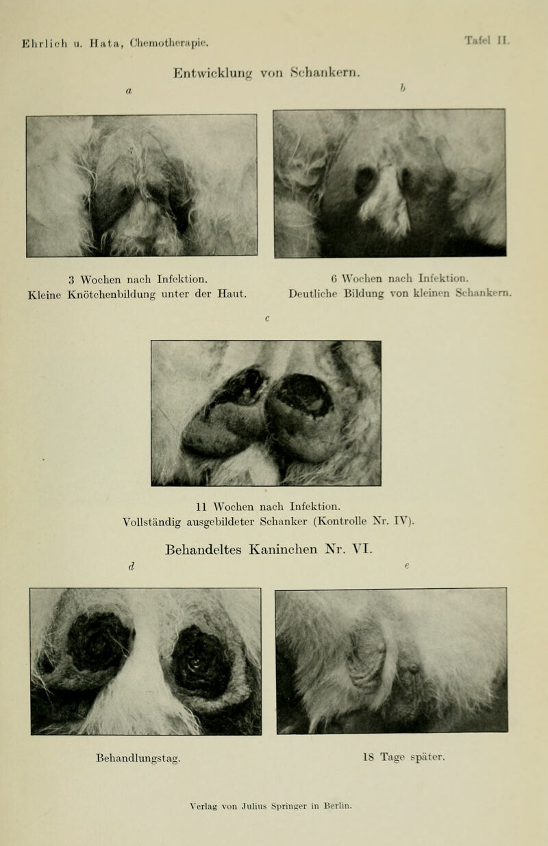 Entwicklung von Schankern. il. 3 Wochen nach Infektion. Kleine Knötchenbildung unter der Haut. 6 Wochen nach Infektion. Deutliche Bildung von kleinen Schankern. 11 Wochen nach Infektion. Vollständig ausgebildeter Schanker (Kontrolle Nr. IV Behandeltes Kaninchen Nr. VI. Behandlun estag. IS Tage spater.