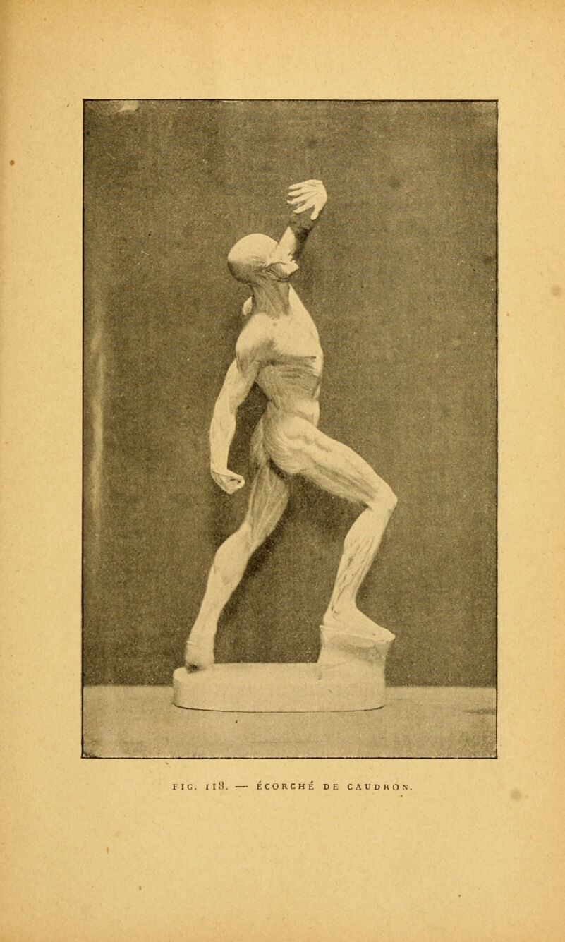 Fie. Il8. ÉCORCHÉ DE CAUDRÛN.