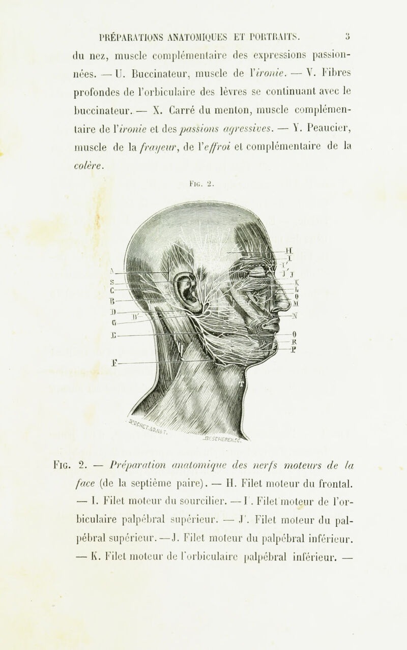 du nez, muscle complémentaire des expressions passion- nées. — 11. Buccinateur, muscle de Y ironie. — V. Fibres profondes de l'orbiculaire des lèvres se continuant avec le buccinateur. — X. Carré du menton, muscle complémen- taire de Y ironie et des passions agressives. — \. Peaucier, muscle de la frayeur, de Ye/froi et complémentaire de la colère. Fie. 2. Fig. 2. — Préparation analomique des nerfs moteurs de la face (de la septième paire). — H. Filet moteur du frontal. — I. Filet moteur du sourcilier. — I . Filet moteur de l'or- biculaire palpébral supérieur. — .1'. Filet moteur du pal- pébral supérieur.—.1. Filet moteur du palpébral inférieur. — K. Filet moteur de l'orbiculaire palpébral inférieur. —