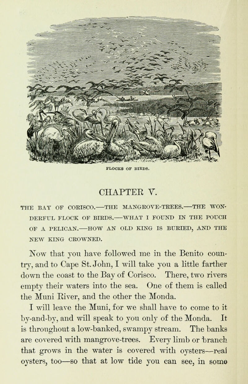 FL00K8 OF BIED8. CHAPTER V. THE BAT OF COEISCO. THE MANGEOVE-TEEES. THE WON- DEEFUL FLOCK OF BIEDS. WHAT I FOUND EST THE POUCH OF A PELICAN. HOW AN OLD KING IS BUEIED, AND THE NEW KING CEOWNED. Now that yon have followed me in the Benito coun- try, and to Cape St. John, I will take you a little farther down the coast to the Bay of Corisco. There, two rivers empty their waters into the sea. One of them is called the Muni River, and the other the Monda. I will leave the Muni, for we shall have to come to it by-and-by, and will speak to you only of the Monda. It is throughout a low-banked, swampy stream. The banks are covered with mangrove-trees. Every limb or branch that grows in the water is covered with oysters—real oysters, too—so that at low tide you can see, in some