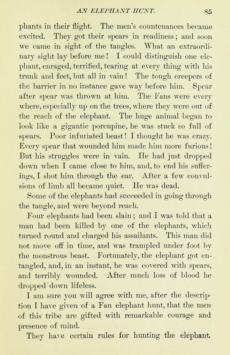 AN ELE I'll ANT HUNT. S5 phants in their flight. The men's countenances became excited. They got their spears in readiness; and soon we came in sight of the tangles. What an extraordi- nary sight lay before me! I could distinguish one ele- phant, enraged, terrified, tearing at every thing with his trunk and feet, but all in vain! The tough creepers of the barrier in no instance gave way before him. Spear after spear was thrown at him. The Fans were every where, especially up on the trees, where they were out of the reach of the elej>hant. The huge animal began to look like a gigantic porcupine, he was stuck so full of spears. Poor infuriated beast! I thought he was crazy. Every spear that wounded him made him more furioxis! But his struggles were in vain. He had just dropped down when I came close to him, and, to end his suffer- ings, I shot him through the ear. After a few convul- sions of limb all became quiet. He was dead. Some of the elephants had succeeded in going through the tangle, and were beyond reach. Four elephants had been slain; and I was told that a man had been killed by one of the elephants, which turned round and charged his assailants. This man did not move off in time, and was trampled under foot by the monstrous beast. Fortunately, the elephant got en- tangled, and, in an instant, he wTas covered with spears, and terribly wounded. After much loss of blood he dropped down lifeless. I am sure you will agree wdth me, after the descrip- tion I have given of a Fan elephant hunt, that the men of this tribe are gifted with remarkable courage and presence of mind. They have certain rules for hunting the elephant.