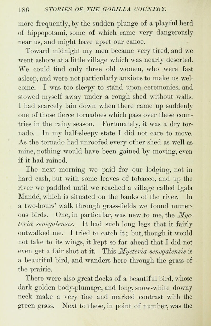 more frequently, by the sudden plunge of a playful herd of hippopotami, some of which came very dangerously near us, and might have upset our canoe. Toward midnight my men became very tired, and we went ashore at a little village which was nearly deserted. We could find only three old women, who were fast asleep, and were not particularly anxious to make us wel- come. I was too sleepy to stand upon ceremonies, and stowed myself a-nay under a rough shed without walls. I had scarcely lain down when there came up suddenly one of those fierce tornadoes which pass over these coun- tries in the rainy season. Fortunately, it was a dry tor- nado. In my half-sleepy state I did not care to move. As the tornado had unroofed every other shed as well as mine, nothing would have been gained by moving, even if it had rained. The next morning we paid for our lodging, not in hard cash, but with some leaves of tobacco, and up the river we paddled until we reached a village called Igala Maude, which is situated on the banks of the river. In a two-hours' walk through grass-fields we found numer- ous birds. One, in particular, was new to me, the Mijc- teria senegalensis. It had such long legs that it fairly outwalked me. I tried to catch it; but, though it would not take to its wings, it kept so far ahead that I did not even get a fair shot at it. This Mycteria senegalensis is a beautiful bird, and wanders here through the grass of the prairie. There were also great fiocks of a beautiful bird, whose dark golden body-plumage, and long, snow-white downy neck make a very fine and marked contrast with the green grass. Next to these, in point of number, was the