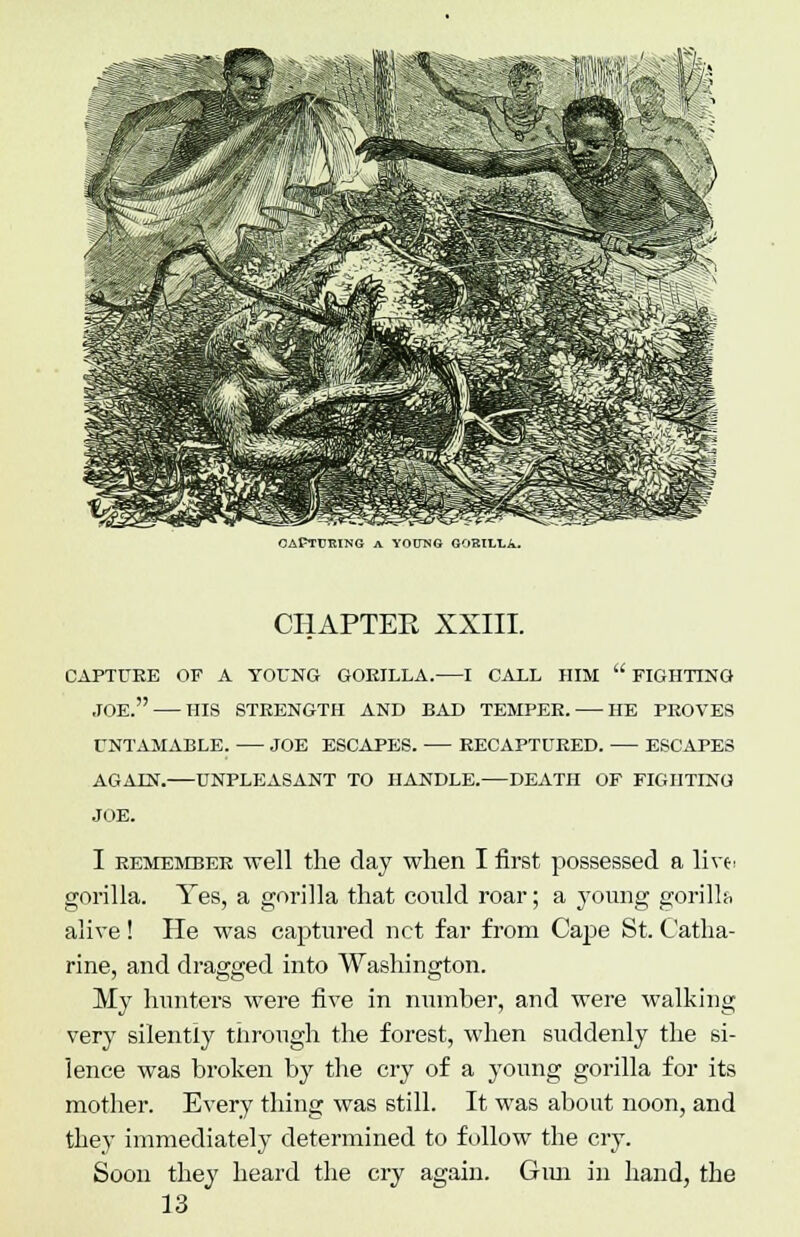 OACTtmiNG A YO(J~NG GORILLA. CHAPTER XXIII. CAPTURE OF A YOUNG GORILLA. 1 CALL HIM  FIGHTING JOE. HIS STRENGTH AND BAD TEMPER. HE PEOVES UNTAMABLE. JOE ESCAPES. RECAPTURED. ESCAPES AGAIN. UNPLEASANT TO HANDLE.—DEATH OF FIGHTING JOE. I remember well the day when I first possessed a live* gorilla. Yes, a gorilla that could roar; a young gorillh alive! He was captured net far from Cape St. Catha- rine, and dragged into Washington. My hunters were five in number, and were walking very silently through the forest, when suddenly the si- lence was broken by the cry of a young gorilla for its mother. Every thing was still. It was about noon, and they immediately determined to follow the cry. Soon they heard the cry agaiu. Gun in hand, the 13