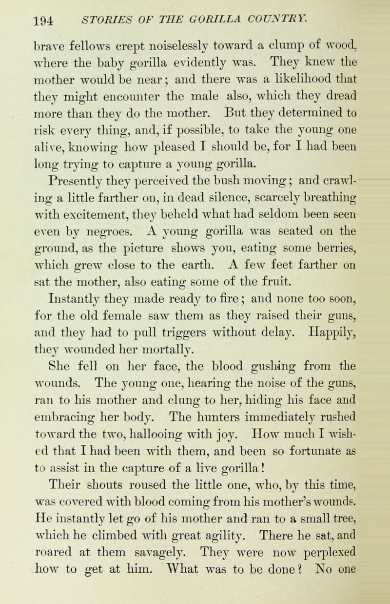 brave fellows crept noiselessly toward a clump of wood, where the baby gorilla evidently was. They knew the mother would be near; and there was a likelihood that they might encounter the male also, which they dread more than they do the mother. But they determined to risk every thing, and, if possible, to take the young one alive, knowing how pleased I should be, for I had been long trying to capture a young gorilla. Presently they perceived the bush moving; and crawl- ing a little farther on, in dead silence, scarcely breathing with excitement, they beheld what had seldom been seen even by negroes. A young gorilla was seated on the ground, as the picture shows you, eating some berries, which grew close to the earth. A few feet farther on sat the mother, also eating some of the fruit. Instantly they made ready to fire; and none too soon, for the old female saw them as they raised their guns, and they had to pull triggers without delay. Happily, they wounded her mortally. She fell on her face, the blood gushing from the ■wounds. The young one, hearing the noise of the guns, ran to his mother and clung to her, hiding his face and embracing her body. The hunters immediately rushed toward the two, hallooing with joy. How much I wish- ed that I had been with them, and been so fortunate as to assist in the capture of a live gorilla! Their shouts roused the little one, who, by this time, was covered with blood coming from his mother's wound?. He instantly let go of his mother and ran to a small tree, which he climbed with great agility. There he sat, and roared at them savagely. They were now perplexed how to get at him. What was to be done? No one