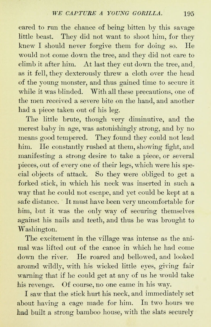 cared to run the chance of being bitten by this savage little beast. They did not want to shoot him, for they knew I should never forgive them for doing so. He would not come down the tree, and they did not care to climb it after him. At last they cut down the tree, and, as it fell, they dexterously threw a cloth over the head of the young monster, and thus gained time to secure it while it was blinded. With all these precautions, one of the men received a severe bite on the hand, and another had a piece taken out of his leg. The little brute, though very diminutive, and the merest baby in age, was astonishingly strong, and by no means good tempered. They found they could not lead him. He constantly rushed at them, showing fight, and manifesting a strong desire to take a piece, or several pieces, out of every one of their legs, which were his spe- cial objects of attack. So they were obliged to get a forked stick, in which his neck was inserted in such a way that he could not escape, and yet could be kept at a safe distance. It must have been very uncomfortable for him, but it was the only way of securing themselves against his nails and teeth, and thus he was brought to Washington. The excitement in the village was intense as the ani- mal was lifted out of the canoe in which he had come down the river. He roared and bellowed, and looked around wildly, with his wicked little eyes, giving fair warning that if he could get at any of us he would take his revenge. Of course, no one came in his way. I saw that the stick hurt his neck, and immediately set about having a cage made for him. In two hours we had built a strong bamboo house, with the slats securely