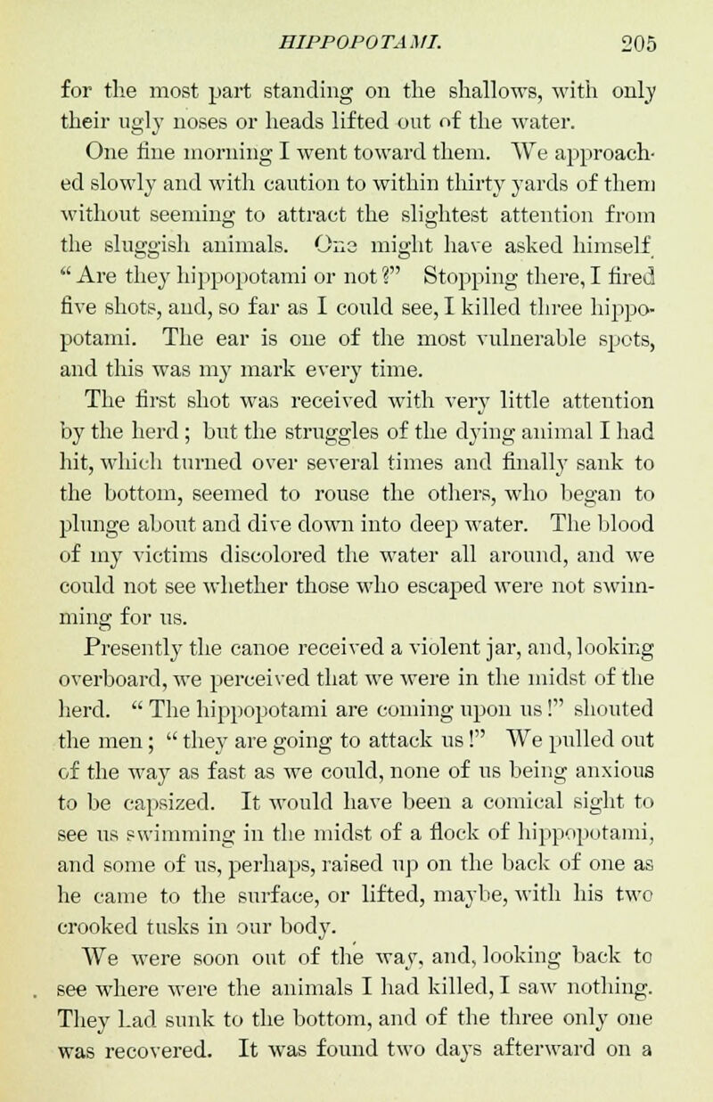 for the most part standing on the shallows, with only their ugly noses or heads lifted out of the water. One fine morning I went toward them. We approach- ed slowly and with caution to within thirty yards of them without seeming to attract the slightest attention from the sluggish animals. One might have asked himself  Are they hippopotami or not ? Stopping there, I fired five shots, and, so far as I could see, I killed three hippo- potami. The ear is one of the most vulnerable spots, and this was my mark every time. The first shot was received with very little attention by the herd; but the struggles of the dying animal I had hit, which turned over several times and finall}7 sank to the bottom, seemed to rouse the others, who began to plunge about and dive down into deep water. The blood of my victims discolored the water all around, and we could not see whether those who escaped were not swim- ming for us. Presently the canoe received a violent jar, and, looking overboard, we perceived that we were in the midst of the herd.  The hippopotami are coining upon us! shouted the men;  they are going to attack us! We pulled out of the way as fast as we could, none of us being anxious to be capsized. It would have been a comical sight to see us swimming in the midst of a flock of hippopotami, and some of us, perhaps, raised up on the back of one as he came to the surface, or lifted, maybe, with his two crooked tusks in our body. We were soon out of the way, and, looking back to see where were the animals I had killed, I sawr nothing. They had sunk to the bottom, and of the three only one was recovered. It was found two days afterward on a