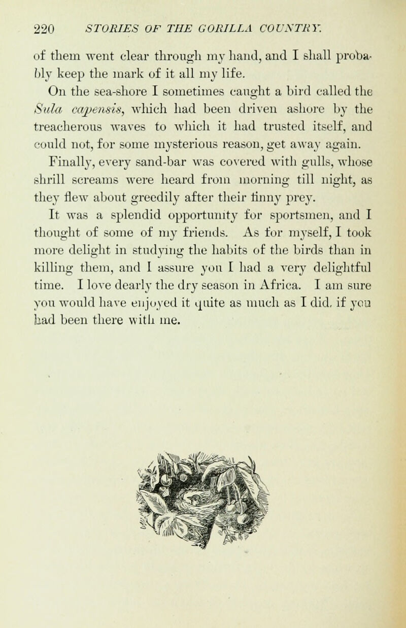 of thein went clear through my hand, and I shall proba- bly keep the mark of it all my life. On the sea-shore I sometimes caught a bird called the Sula capensis, which had been driven ashore by the treacherous waves to which it had trusted itself, and could not, for some mysterious reason, get away again. Finally, every sand-bar was covered with gulls, whose shrill screams were heard from morning till night, as they flew about greedily after their tinny prey. It was a splendid opportunity for sportsmen, and I thought of some of my friends. As for myself, I took more delight in studying the habits of the birds than in killing them, and I assure you I had a very delightful time. I love dearly the dry season in Africa. I am sure you would have enjoyed it quite as much as I did, if you had been there with me.