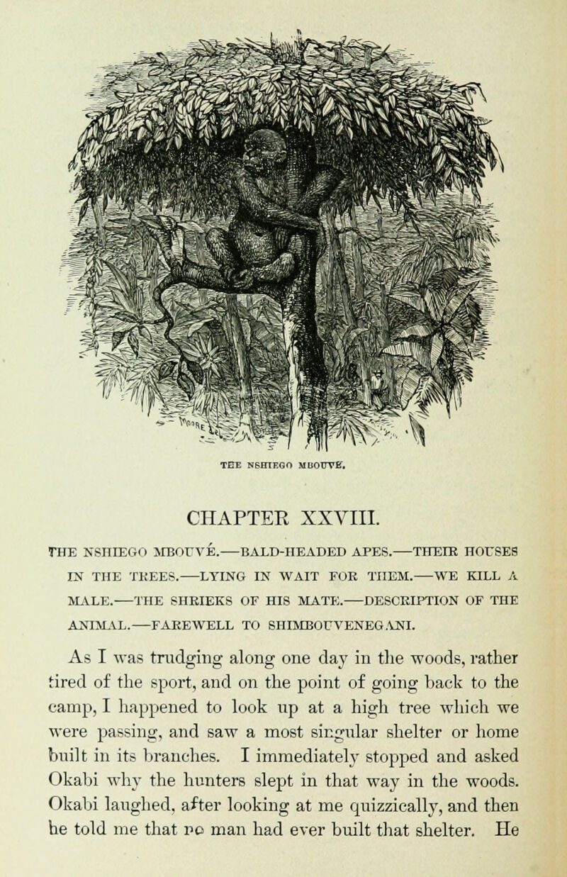 TEE N6H1EG0 MUOFVE'. CHAPTER XXVIII. THE NSniEGi > MBOfVE.—BALD-HEADED APES. THEIR HOESES IN THE TKEES. LYING IN WAIT FOE THEM. WE KILL A MALE. THE SHEIEKS OF HIS MATE. DESCRIPTION OF THE ANIMAL.—FAREWELL TO SHIMBOEVENEGANI. As I was trudging along one day in the woods, rather tired of the sport, and on the point of going hack to the camp, I happened to look up at a high tree which we were passing, and saw a most singular shelter or home built in its branches. I immediate^ stopped and asked Okabi why the hunters slept in that way in the woods. Okabi laughed, after looking at me quizzically, and then he told me that no man had ever built that shelter. He
