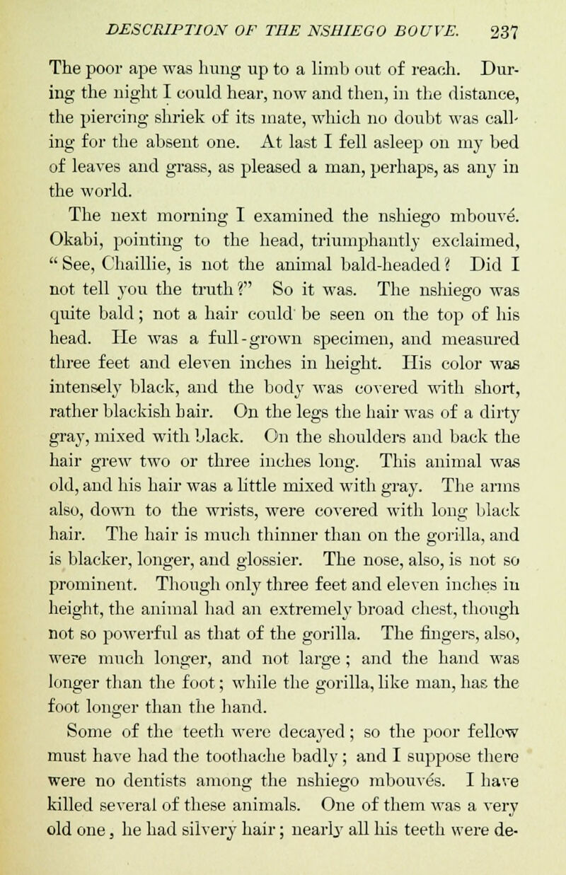 The poor ape was hung up to a limb out of reach. Dur- ing the night I could hear, now and then, in the distance, the piercing shriek of its mate, which no doubt was call' ing for the absent one. At last I fell asleep on my bed of leaves and grass, as pleased a man, perhaps, as any in the world. The next morning I examined the nshiego mbouve\ Okabi, pointing to the head, triumphantly exclaimed,  See, C'haillie, is not the animal bald-headed 'i Did I not tell you the truth? So it was. The nshiego was quite bald; not a hair could' be seen on the top of his head. lie was a full-grown specimen, and measured three feet and eleven inches in height. His color was intensely black, and the body was covered with short, rather blackish bair. On the legs the hair was of a dirty gray, mixed with black. On the shoulders and back the hair grew two or three inches long. This animal was old, and his hair was a little mixed with gray. The arms also, down to the wrists, were covered with long black hair. The hair is much thinner than on the gorilla, and is blacker, longer, and glossier. The nose, also, is not so prominent. Though only three feet and eleven inches in height, the animal had an extremely broad chest, though not so powerful as that of the gorilla. The fingers, also, were much longer, and not large; and the hand was longer than the foot; while the gorilla, like man, has the foot longer than the hand. Some of the teeth were decayed; so the poor fellow must have had the toothache badly; and I suppose there were no dentists among the nshiego mbouves. I have killed several of these animals. One of them was a very old one, he had silvery hair; nearly all his teeth were de-