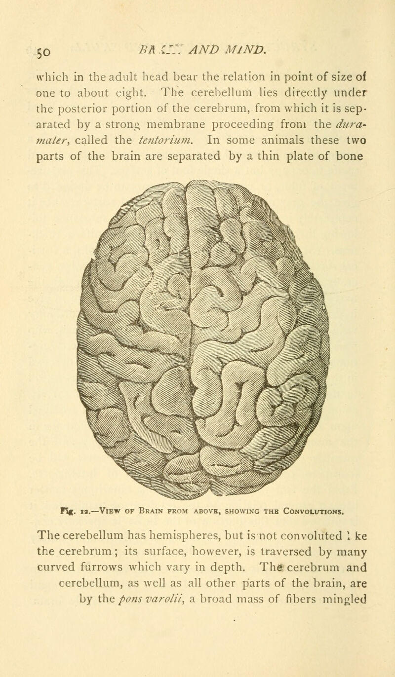 which in the adult head bear the relation in point of size of one to about eight. The cerebellum lies directly under the posterior portion of the cerebrum, from which it is sep- arated by a strong membrane proceeding from the dura- mater; called the tentorium. In some animals these two parts of the brain are separated by a thin plate of bone ia.—View of Brain from above, showing the Convolutions. The cerebellum has hemispheres, but is not convoluted 1 ke the cerebrum; its surface, however, is traversed by many curved furrows which vary in depth. Th* cerebrum and cerebellum, as well as all other parts of the brain, are by the pons varolii, a broad mass of fibers mingled