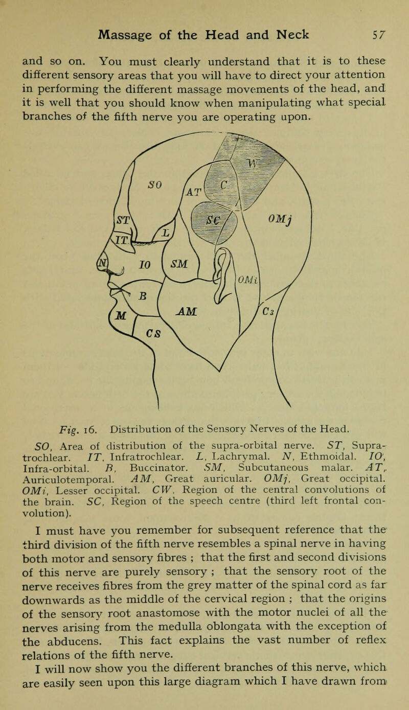 and so on. You must clearly understand that it is to these different sensory areas that you will have to direct your attention in performing the different massage movements of the head, and it is well that you should know when manipulating what special branches of the fifth nerve you are operating upon. Fig. 16. Distribution of the Sensory Nerves of the Head. SO, Area of distribution of the supra-orbital nerve. ST, Supra- trochlear. IT. Infratrochlear. L. Lachrymal. N, Ethmoidal. 10, Infra-orbital. B. Buccinator. SM, Subcutaneous malar. ATr Auriculotemporal. AM, Great auricular. OMj, Great occipital. OMi, Lesser occipital. CW. Region of the central convolutions of the brain. SC, Region of the speech centre (third left frontal con- volution). I must have you remember for subsequent reference that the third division of the fifth nerve resembles a spinal nerve in having both motor and sensory fibres ; that the first and second divisions of this nerve are purely sensory ; that the sensory root of the nerve receives fibres from the grey matter of the spinal cord as far downwards as the middle of the cervical region ; that the origins of the sensory root anastomose with the motor nuclei of all the nerves arising from the medulla oblongata with the exception of the abducens. This fact explains the vast number of reflex relations of the fifth nerve. I will now show you the different branches of this nerve, which are easily seen upon this large diagram which I have drawn from