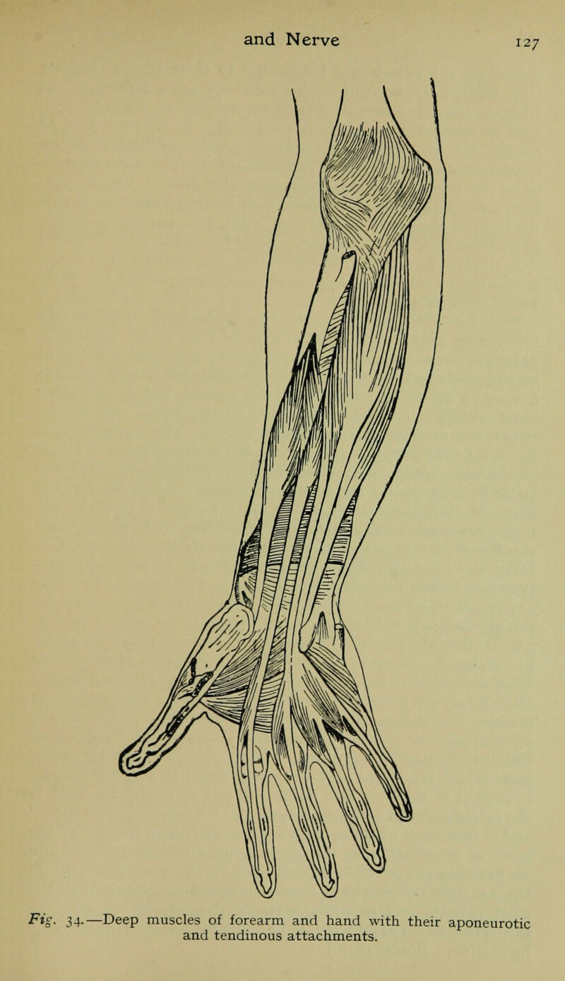 Fig. 34.—Deep muscles of forearm and hand with their aponeurotic and tendinous attachments.