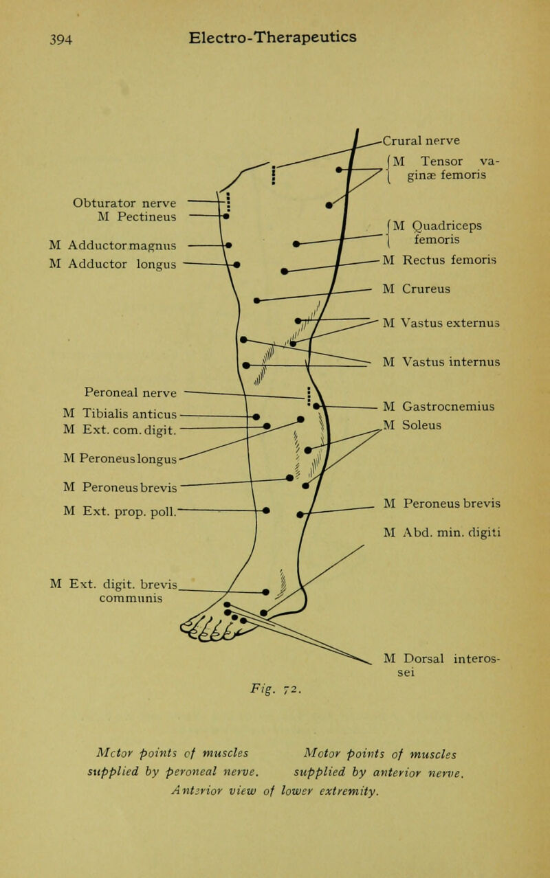 Obturator nerve M Pectineus M Adductor magnus M Adductor longus Peroneal nerve M Tibialis anticus M Ext. com. digit. M Peroneus longus M Peroneus brevis M Ext. prop, poll M Ext. digit, brevis communis Crural nerve f M Tensor va- [ ginse femoris M Quadriceps femoris M Rectus femoris M Crureus M Vastus externus M Vastus internus M Gastrocnemius M Soleus M Peroneus brevis M Abd. min. digiti M Dorsal interos- sei Fig. 72. Mctor points of muscles Motor points of muscles supplied by peroneal nerve. supplied by anterior nerve.