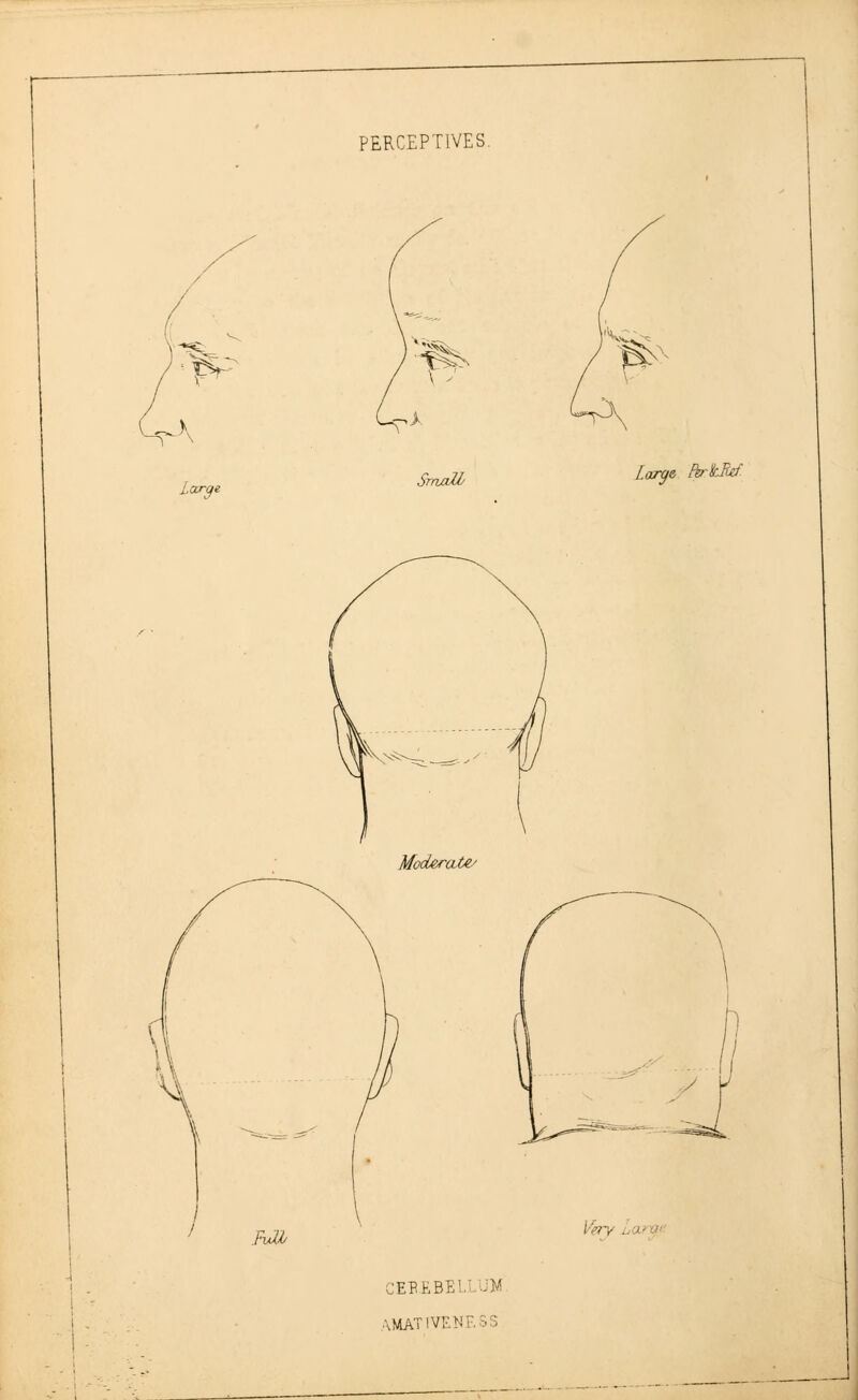 PERCEPTIVES. Large SrruM Large hrkM. FvJJb Very . CEP E BE' \MATIVENE • i _J