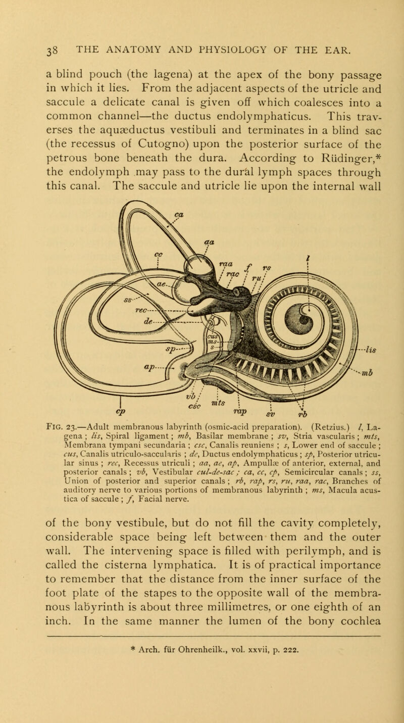 a blind pouch (the lagena) at the apex of the bony passage in which it lies. From the adjacent aspects of the utricle and saccule a delicate canal is given off which coalesces into a common channel—the ductus endolymphaticus. This trav- erses the aqugeductus vestibuli and terminates in a bhnd sac (the recessus of Cutogno) upon the posterior surface of the petrous bone beneath the dura. According to Rudinger,* the endolymph may pass to the dur'al lymph spaces through this canal. The saccule and utricle lie upon the internal wall Fig. 23.—Adult membranous labyrinth (osmic-acid preparation). (Retzius.) /, La- gena ; lis. Spiral ligament; mb. Basilar membrane ; sv. Stria vascularis ; mts, Membrana tympani secundaria ; esc, Canalis reuniens ; j, Lower end of saccule ; ciis, Canalis utriculo-saccularis ; dc. Ductus endolym.phaticus ; sp, Posterior utricu- lar sinus ; rec, Recessus utriculi ; aa, ae, ap. Ampullae of anterior, external, and posterior canals; vb. Vestibular cul-de-sac; ca, cc, cp, Semicircular canals; ss, Union of posterior and superior canals ; rb, rap, rs, rii, raa, rac, Branches of auditory nerve to various portions of membranous labyrinth ; nis, Macula acus- tica of saccule ; f, Facial nerve. of the bony vestibule, but do not fill the cavity completely, considerable space being left between them and the outer wall. The intervening space is filled with perilymph, and is called the cisterna lymphatica. It is of practical importance to remember that the distance from the inner surface of the foot plate of the stapes to the opposite wall of the membra- nous labyrinth is about three millimetres, or one eighth of an inch. In the same manner the lumen of the bony cochlea