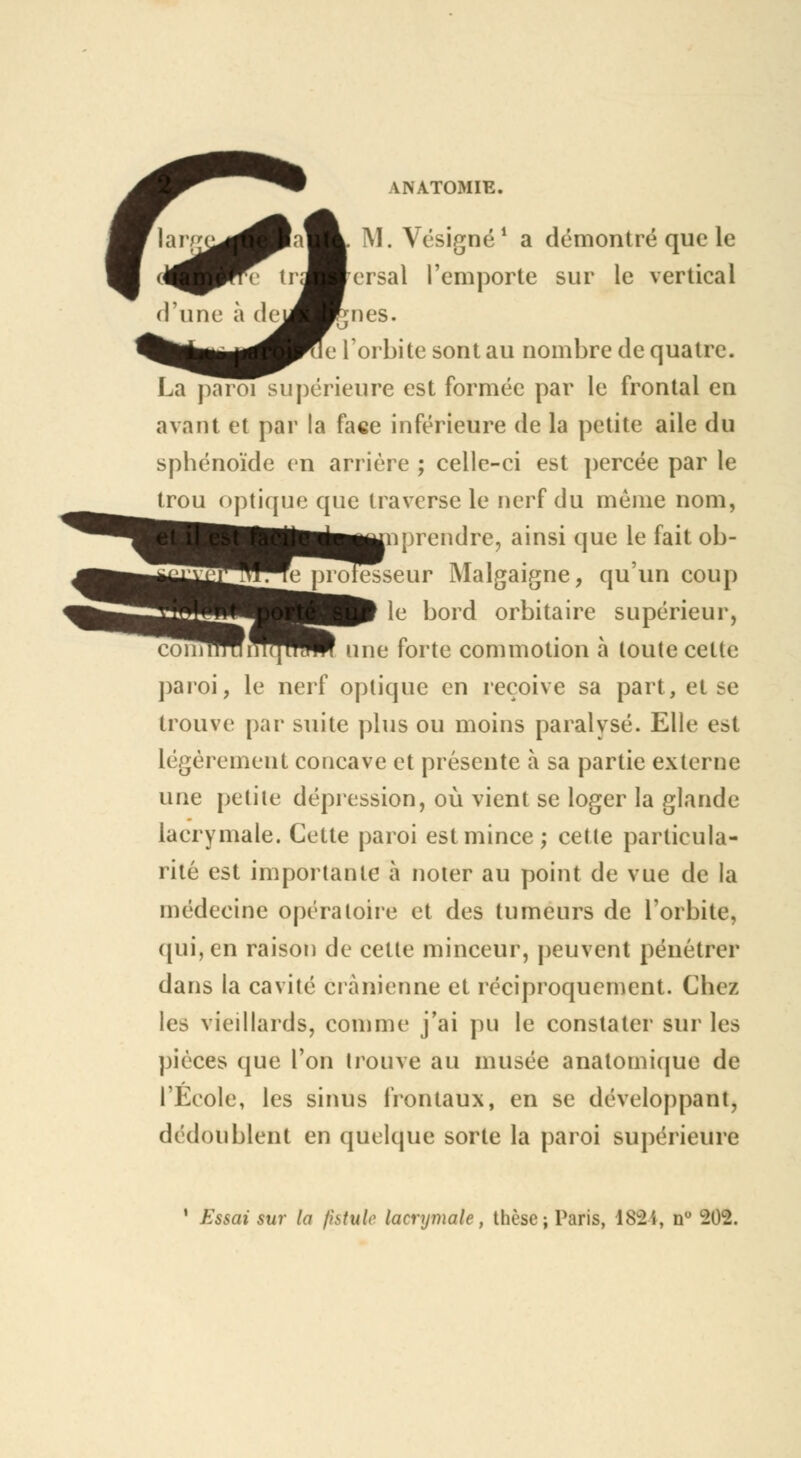 'a^L. M. Vésigné 1 a démontré que le rv ir^M-ersal remporte sur le vertical dcj^Hgnes. le l'orbite sont au nombre de quatre. La paroi supérieure est formée par le frontal en avant et par la face inférieure de la petite aile du sphénoïde en arrière ; celle-ci est percée par le trou optique que traverse le nerf du même nom, ûprendre, ainsi que le fait ob- fe professeur Malgaigne, qu'un coup le bord orbitaire supérieur, œmflrffnTJHW une forte commotion à toute cette paroi, le nerf optique en reçoive sa part, et ee trouve par suite plus ou moins paralysé. Elle est légèrement concave et présente à sa partie externe une petite dépression, où vient se loger la glande lacrymale. Cette paroi est mince; cette particula- rité est importante à noter au point de vue de la médecine opératoire et des tumeurs de l'orbite, qui, en raison de cette minceur, peuvent pénétrer dans la cavité crânienne et réciproquement. Chez les vieillards, comme j'ai pu le constater sur les pièces que l'on trouve au musée anatomique de l'École, les sinus frontaux, en se développant, dédoublent en quelque sorte la paroi supérieure ' Essai sur la fistule lacrymale, thèse; Paris, 1824, n° 202.