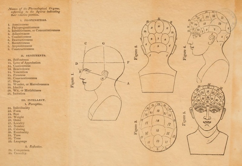 Names of the Phrenological Organs, referring to the figures indicating their relative position. I. PROPENSITIES. 1. Amativeness 2. Philoprogenitiveness 3. Inhabitiveness, or Concentrativeness 4. Adhesiveness 5. Combativeness 6. Destructivcness 7. Secretiveness 8. Acquisitiveness 9. Constructiveness II. SENTIMENTS. 10. Self-esteem 11. Love of Approbation ja. Cautiousness IS. Benevolence i i. Veneration 15. Firmness 16. Conscientiousness 17. Hope 18. Wonder, or Marvelousness lit. Ideality 20. Wit, or Mirthfulness 21. Imitation III. INTELLECT. 1. Perceptive. 22. Individuality 23. Form :t. Size 25 Weight 2G Order 27 Locality 20 Number 29 Coloring 80 Eventuality 31 Time 32 Tune S3 Language 2. Reflective. .-.) . Comparison 35 ility.