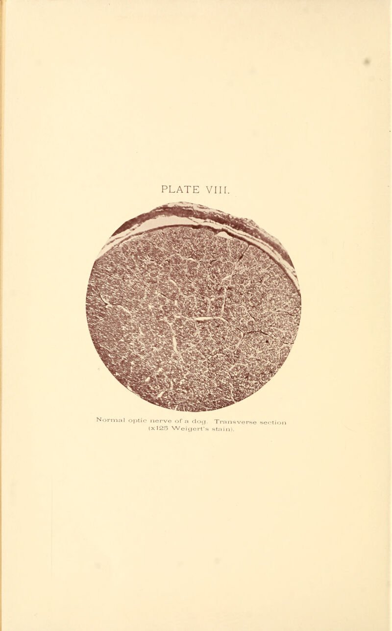 PLATE Vlir. Normal optic nerve of a clog. Transverse section (x12S Weigert's stain).